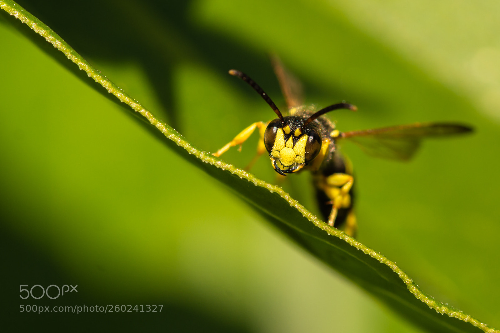 Nikon D7200 sample photo. Cerceris arenaria photography