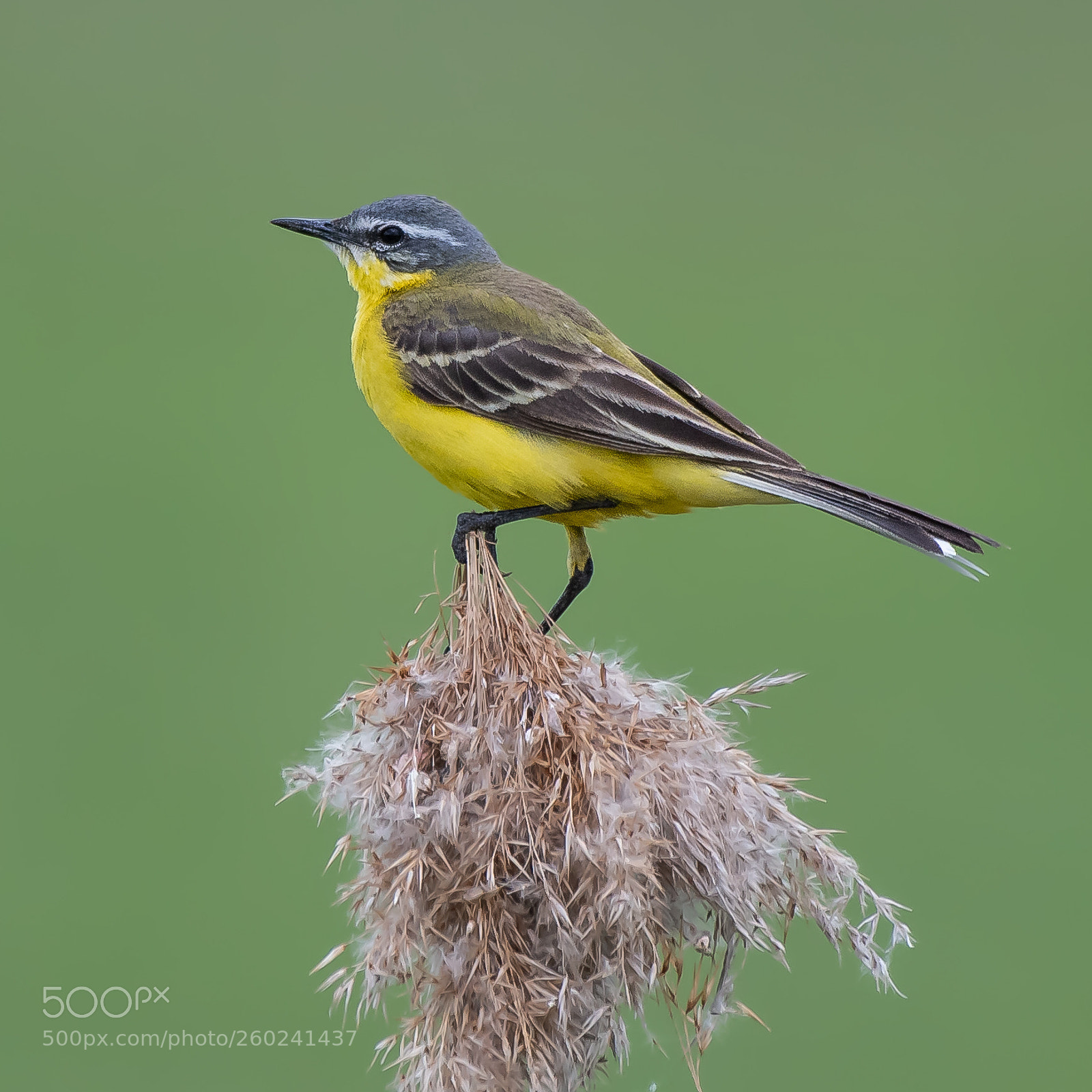 Nikon D500 sample photo. Wagtail (motacilla flava) photography