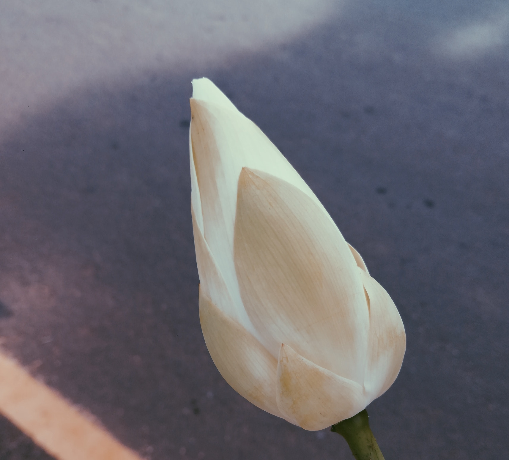 HUAWEI nova 2i sample photo