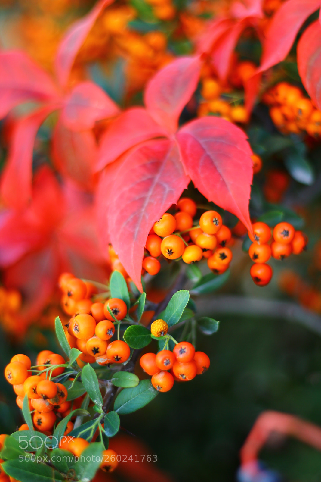 Canon EOS 60D + Canon EF 50mm F1.8 II sample photo. Flower photography