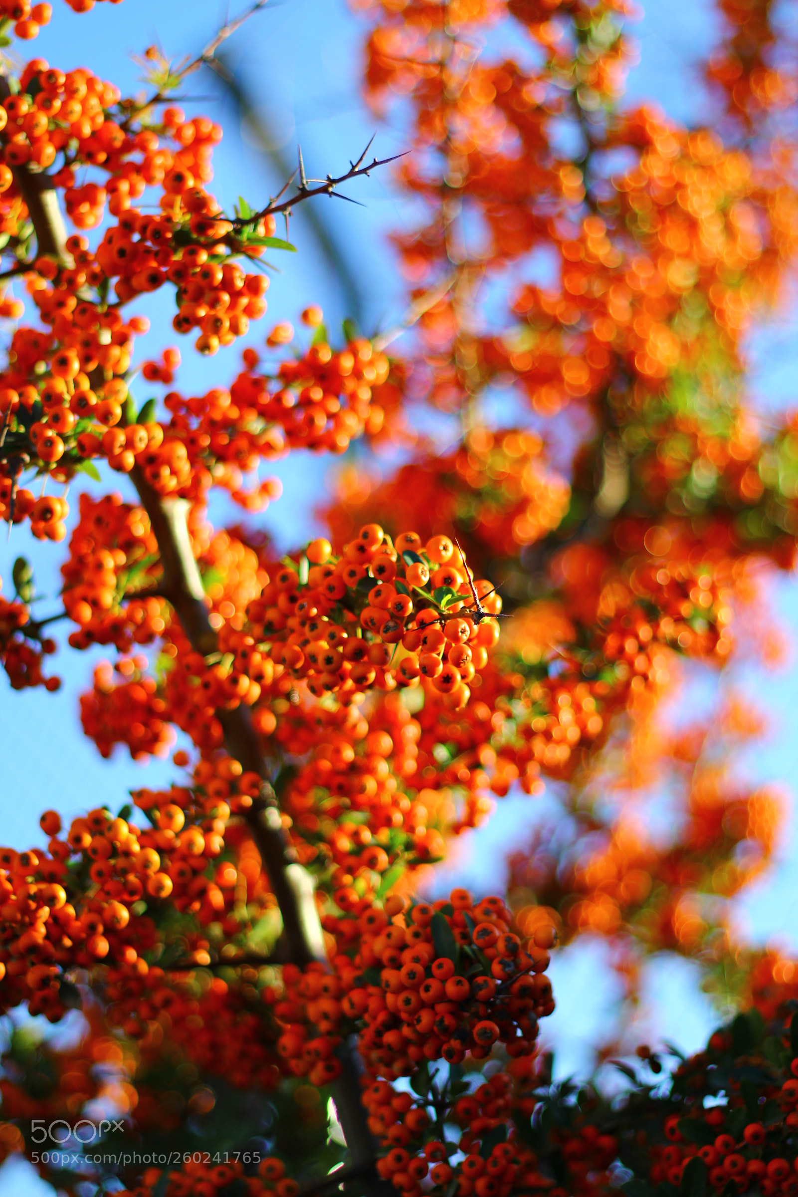 Canon EOS 60D + Canon EF 50mm F1.8 II sample photo. Flower photography