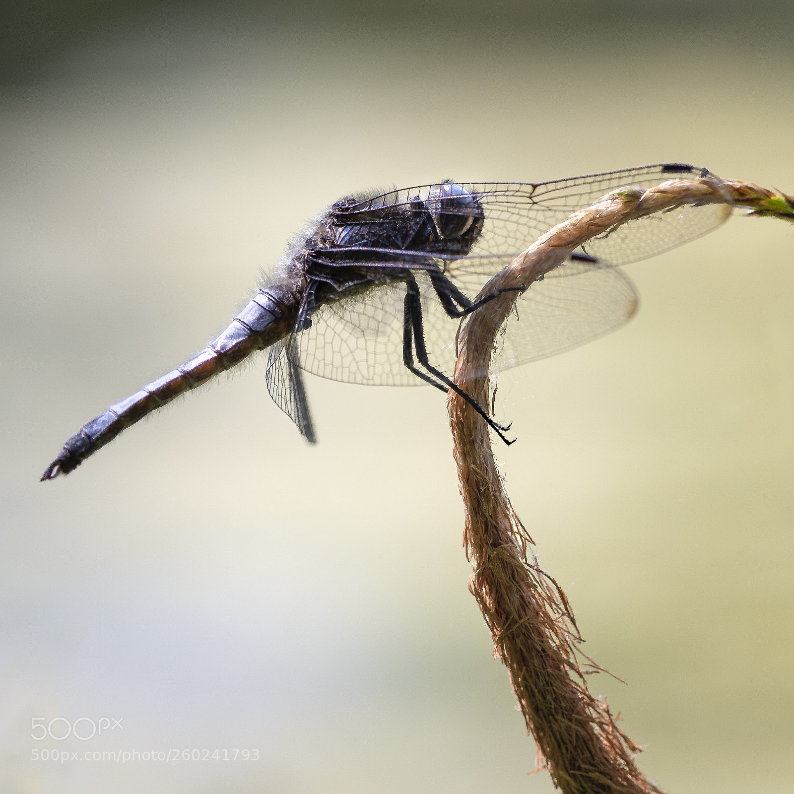 Nikon D810 sample photo. Ready to take off photography