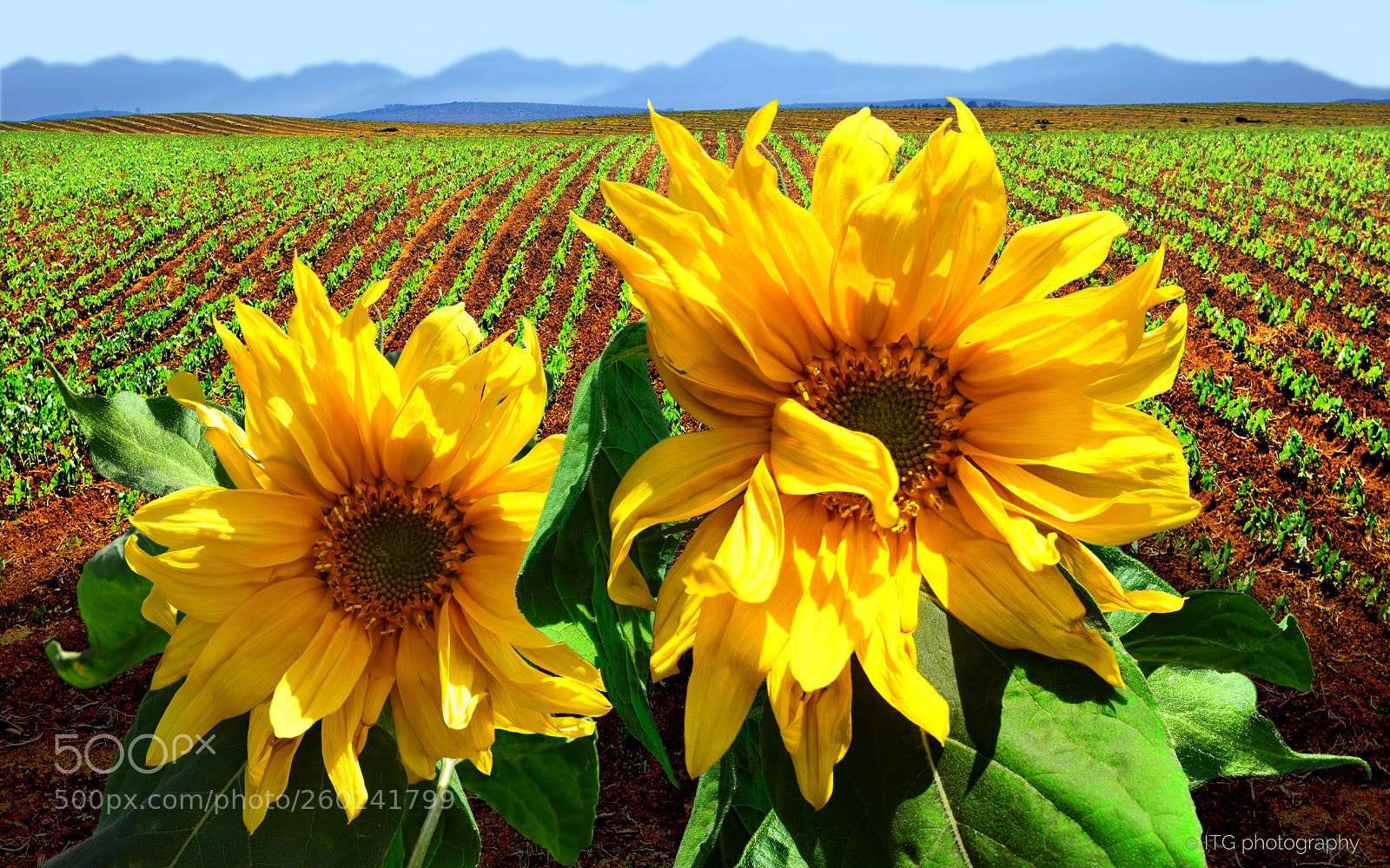 Nikon D5300 sample photo. Sunflowers in the field photography