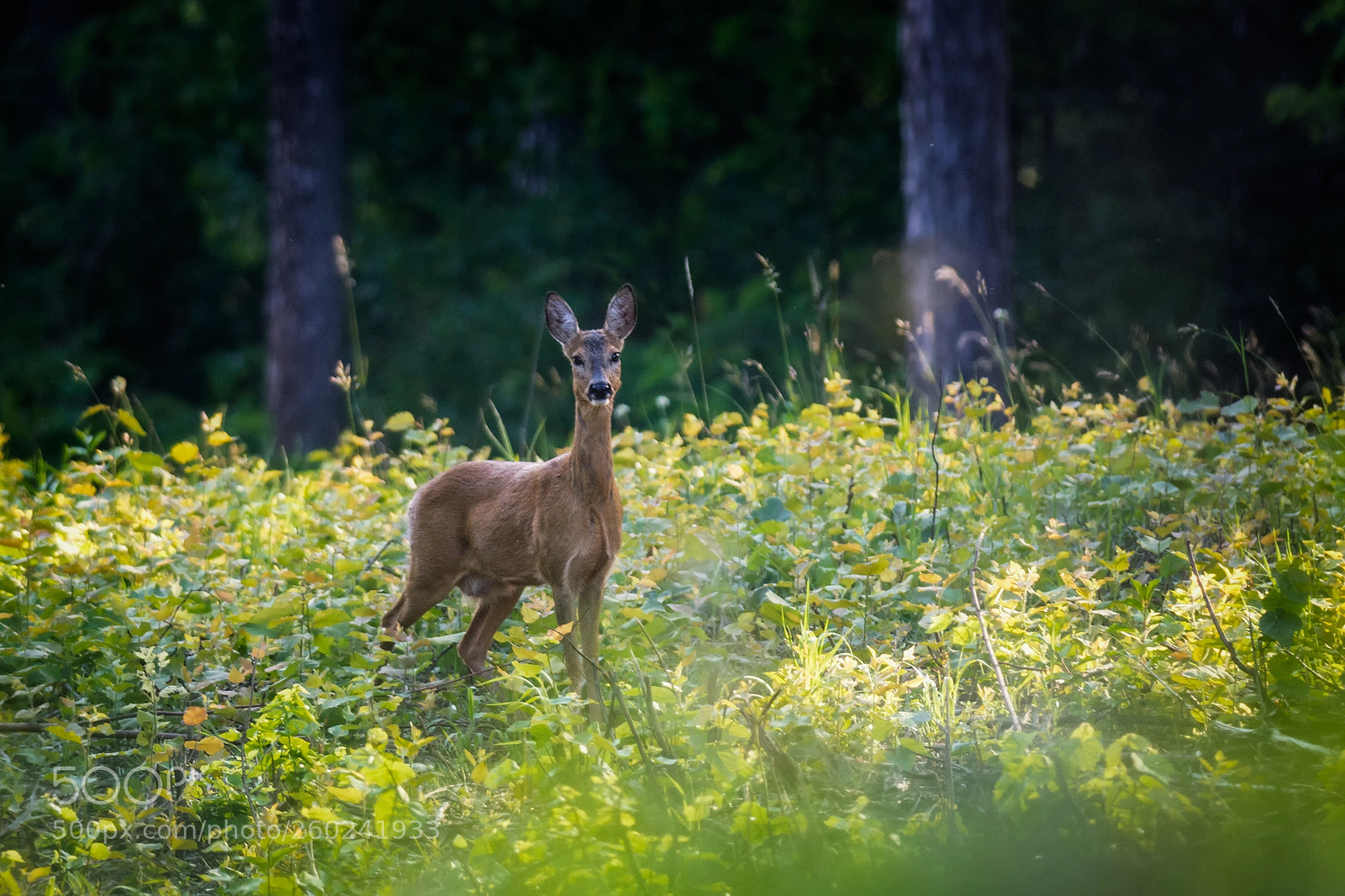 Nikon D7100 sample photo. Roe deer photography