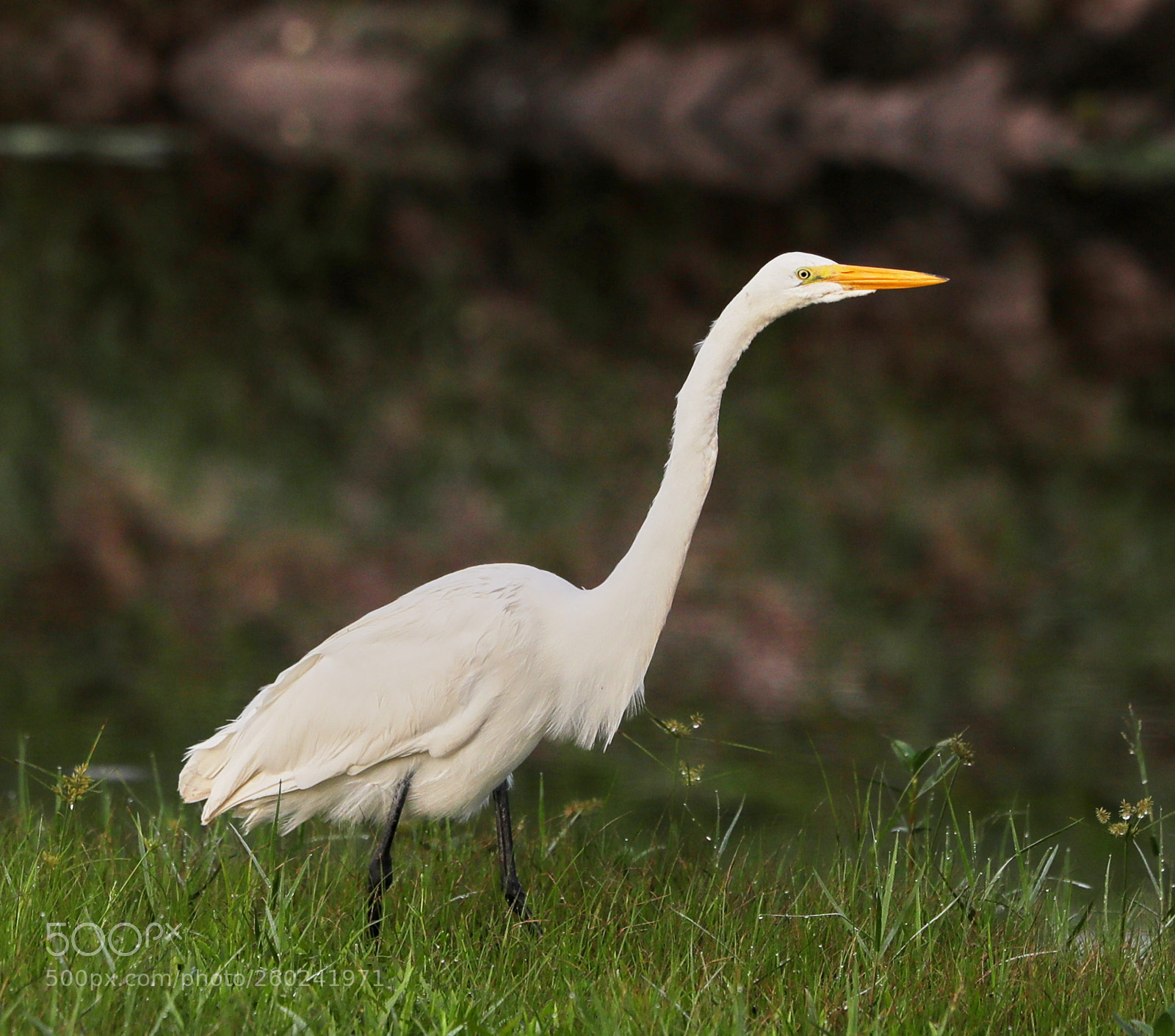 Canon EOS-1D X Mark II sample photo. 05-31-18-0020757.jpg photography