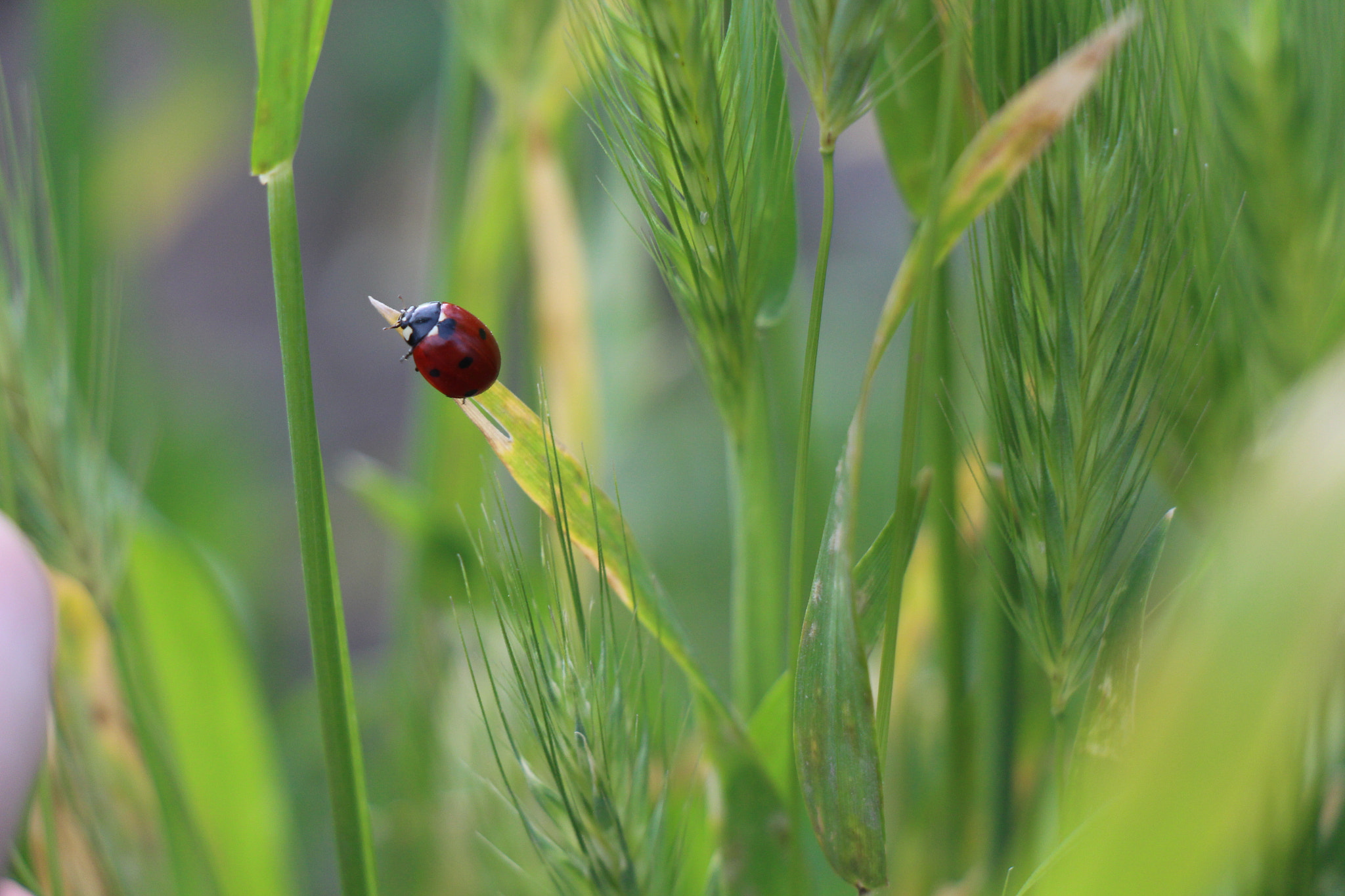 Canon EOS 650D (EOS Rebel T4i / EOS Kiss X6i) sample photo. Summer's coming. photography