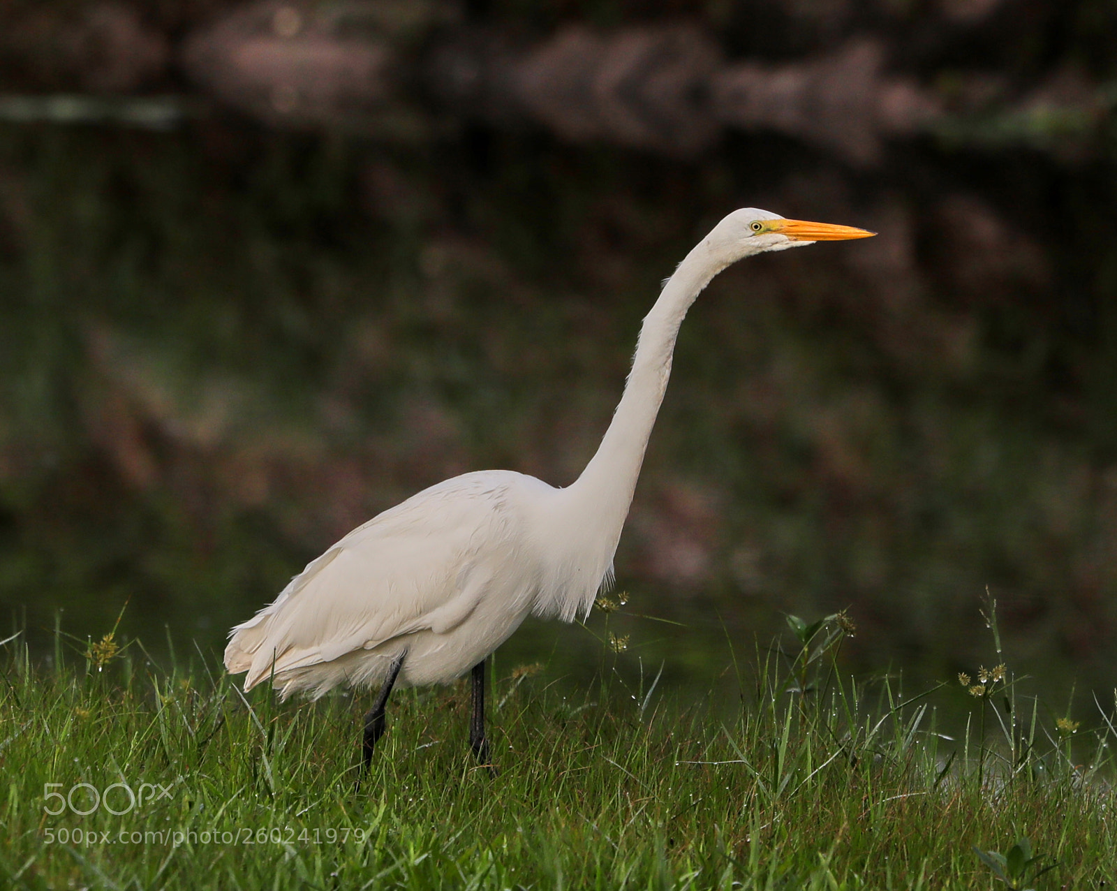 Canon EOS-1D X Mark II sample photo. 05-31-18-0020755.jpg photography
