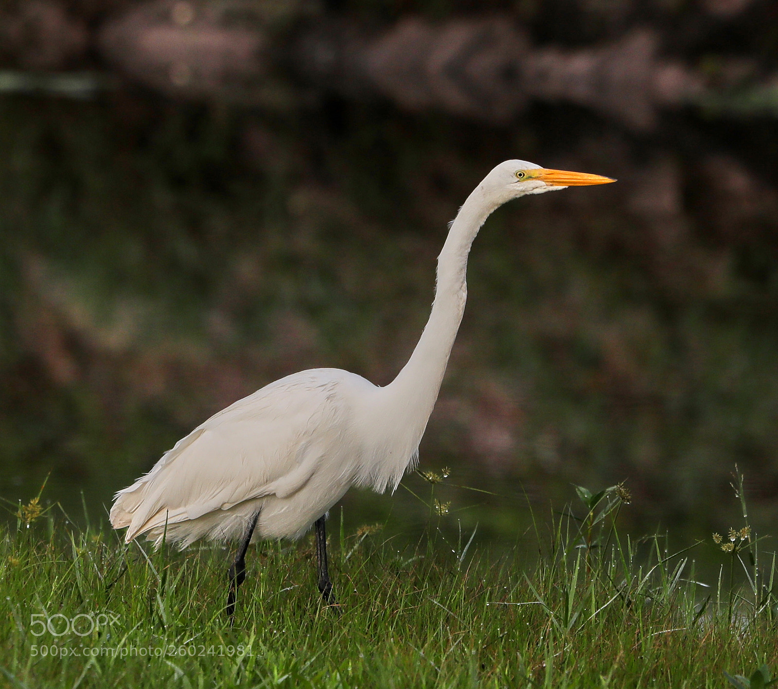 Canon EOS-1D X Mark II sample photo. 05-31-18-0020756.jpg photography