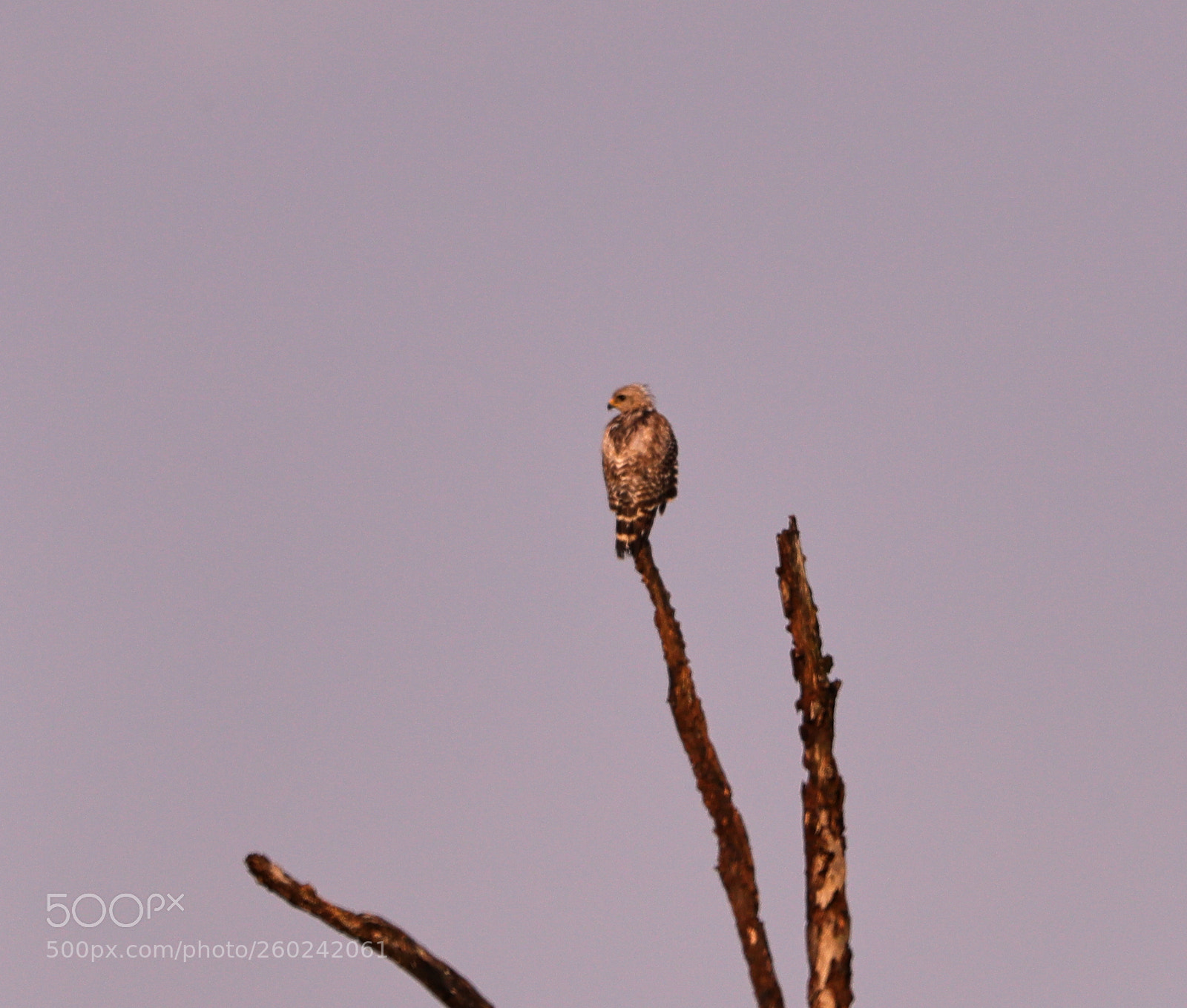 Canon EOS-1D X Mark II sample photo. 05-31-18-0020751.jpg photography