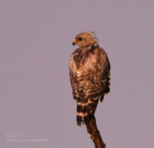 Canon EOS-1D X Mark II sample photo. 05-31-18-0020752.jpg photography