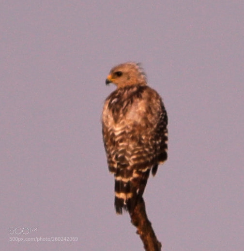 Canon EOS-1D X Mark II sample photo. 05-31-18-0020749.jpg photography