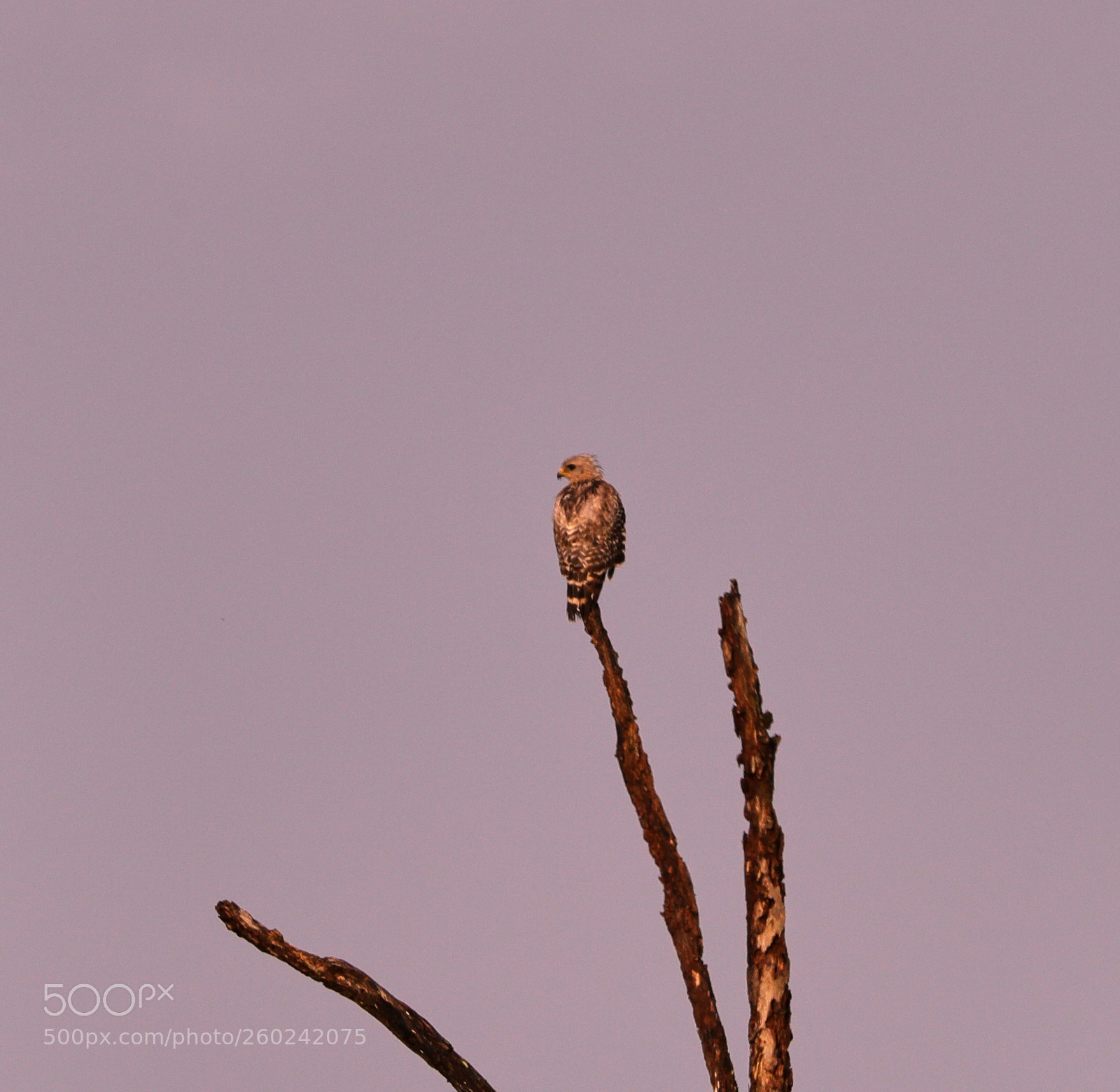 Canon EOS-1D X Mark II sample photo. 05-31-18-0020748.jpg photography