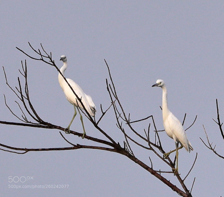 Canon EOS-1D X Mark II sample photo. 05-31-18-0020747.jpg photography