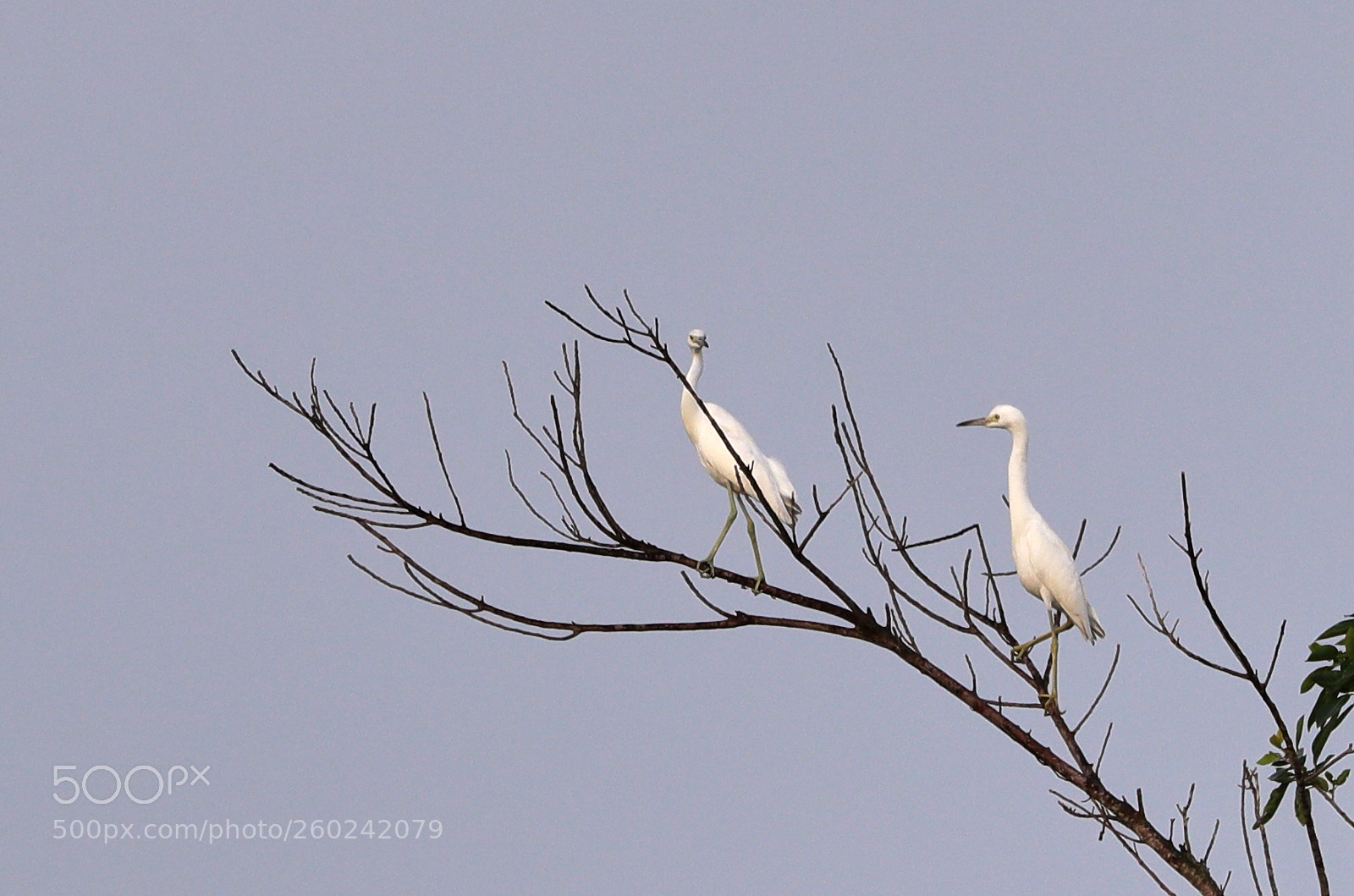 Canon EOS-1D X Mark II sample photo. 05-31-18-0020746.jpg photography