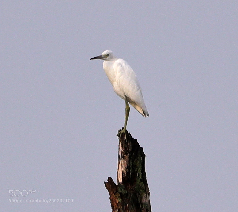 Canon EOS-1D X Mark II sample photo. 05-31-18-0020744.jpg photography
