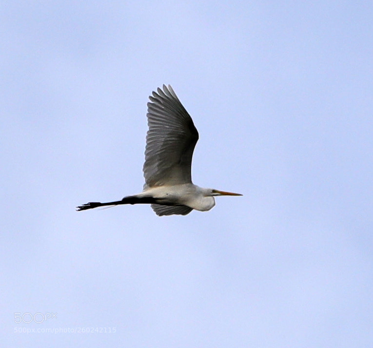 Canon EOS-1D X Mark II sample photo. 05-31-18-0020741.jpg photography