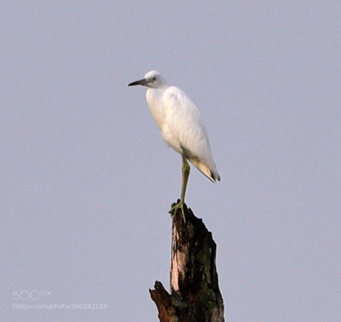 Canon EOS-1D X Mark II sample photo. 05-31-18-0020742.jpg photography