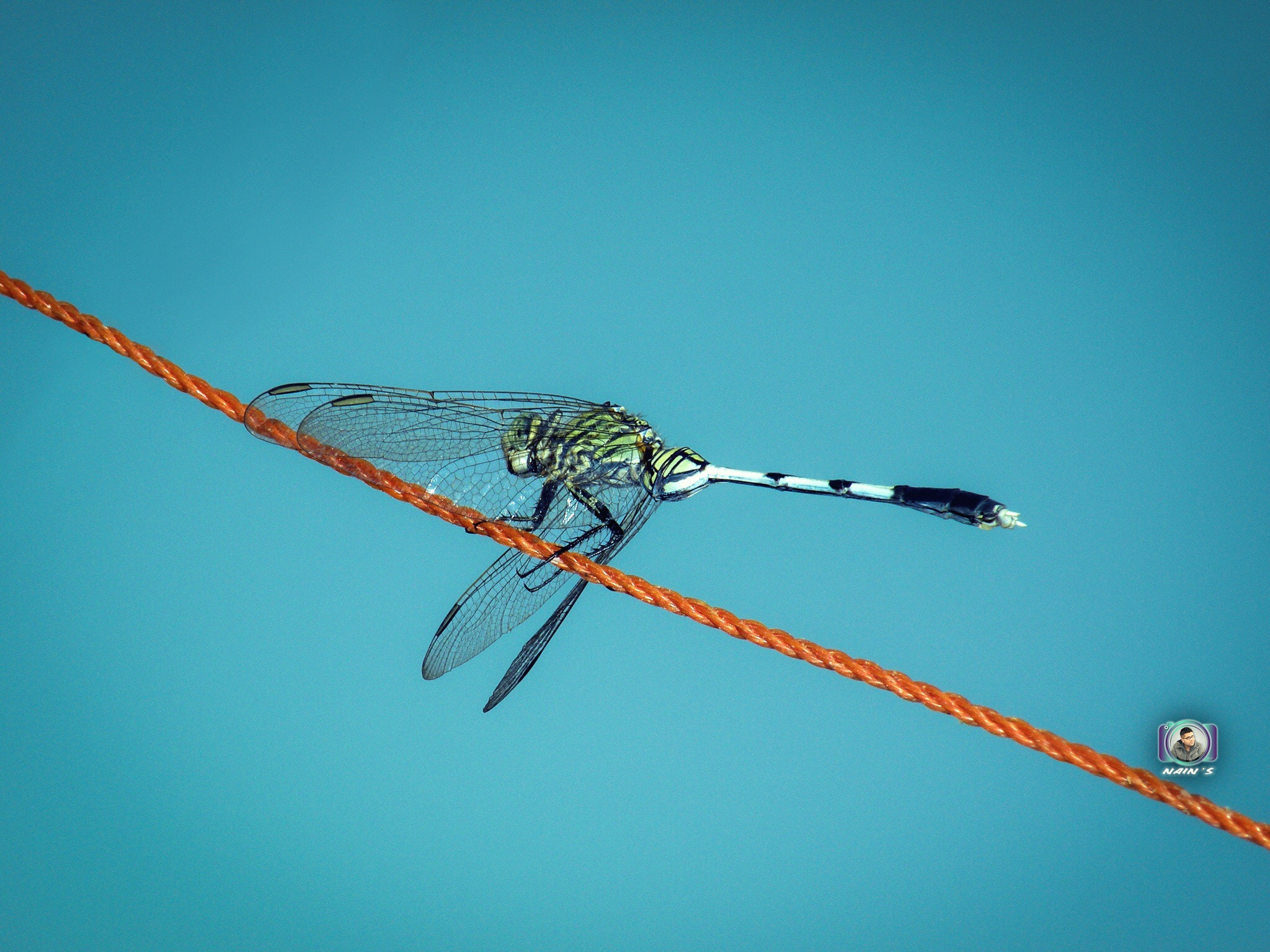 Nikon Coolpix P80 sample photo. Dragonfly blues... photography