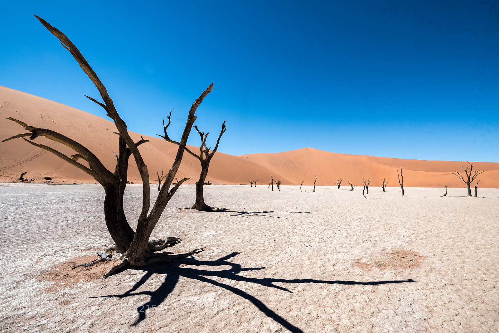 Nikon D750 sample photo. Dead vlei photography