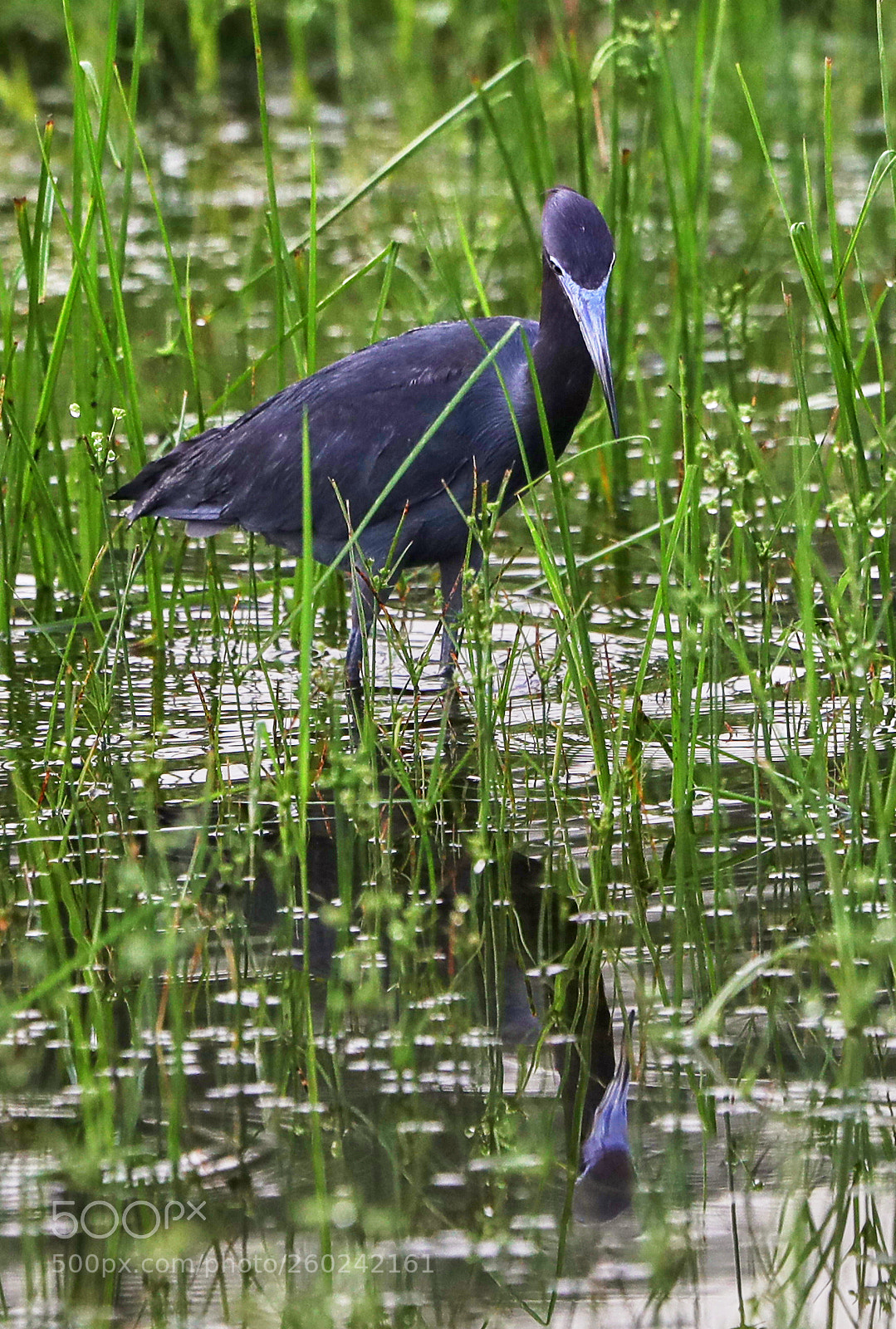 Canon EOS-1D X Mark II sample photo. 05-31-18-0020723.jpg photography