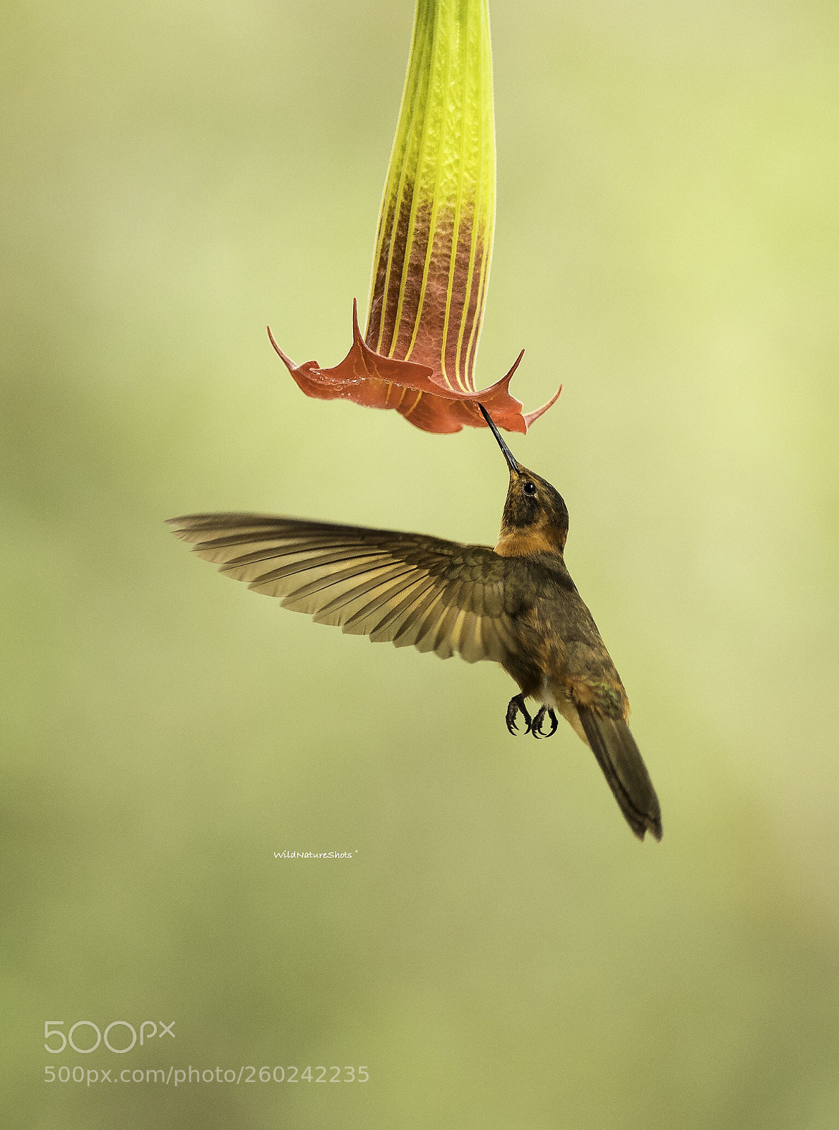 Nikon D500 sample photo. Sword-billed hummingbird photography