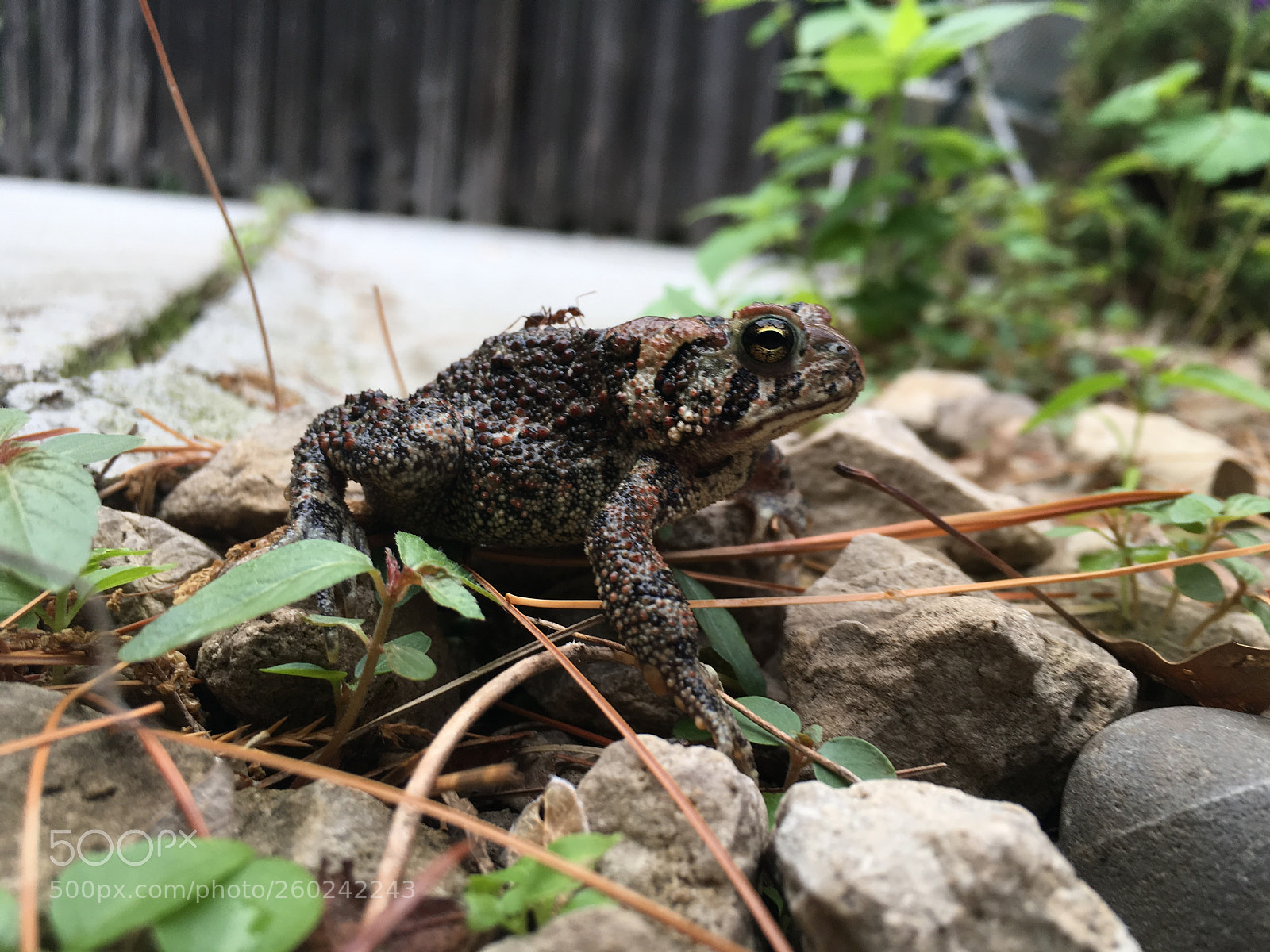 Apple iPhone 6s sample photo. Frog riding ant photography