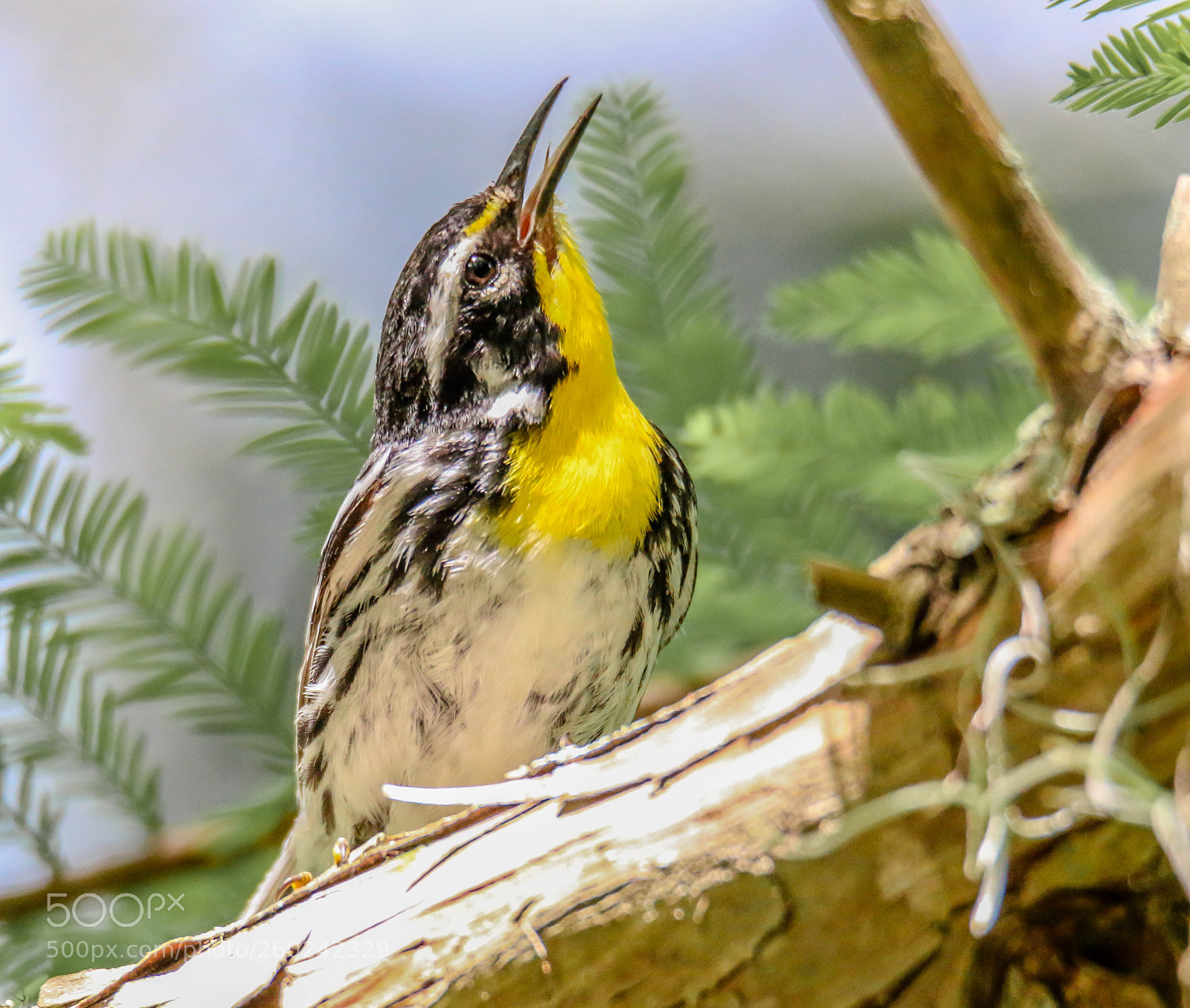 Canon EOS 70D sample photo. Yellow-thorated warbler singing photography