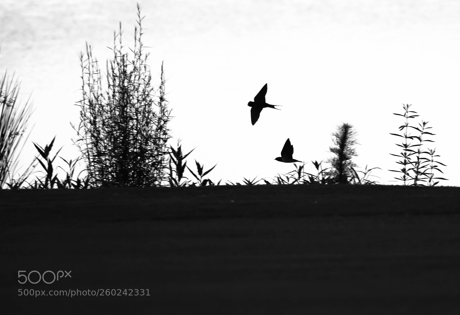 Canon EOS 70D sample photo. Barn swallows in black photography