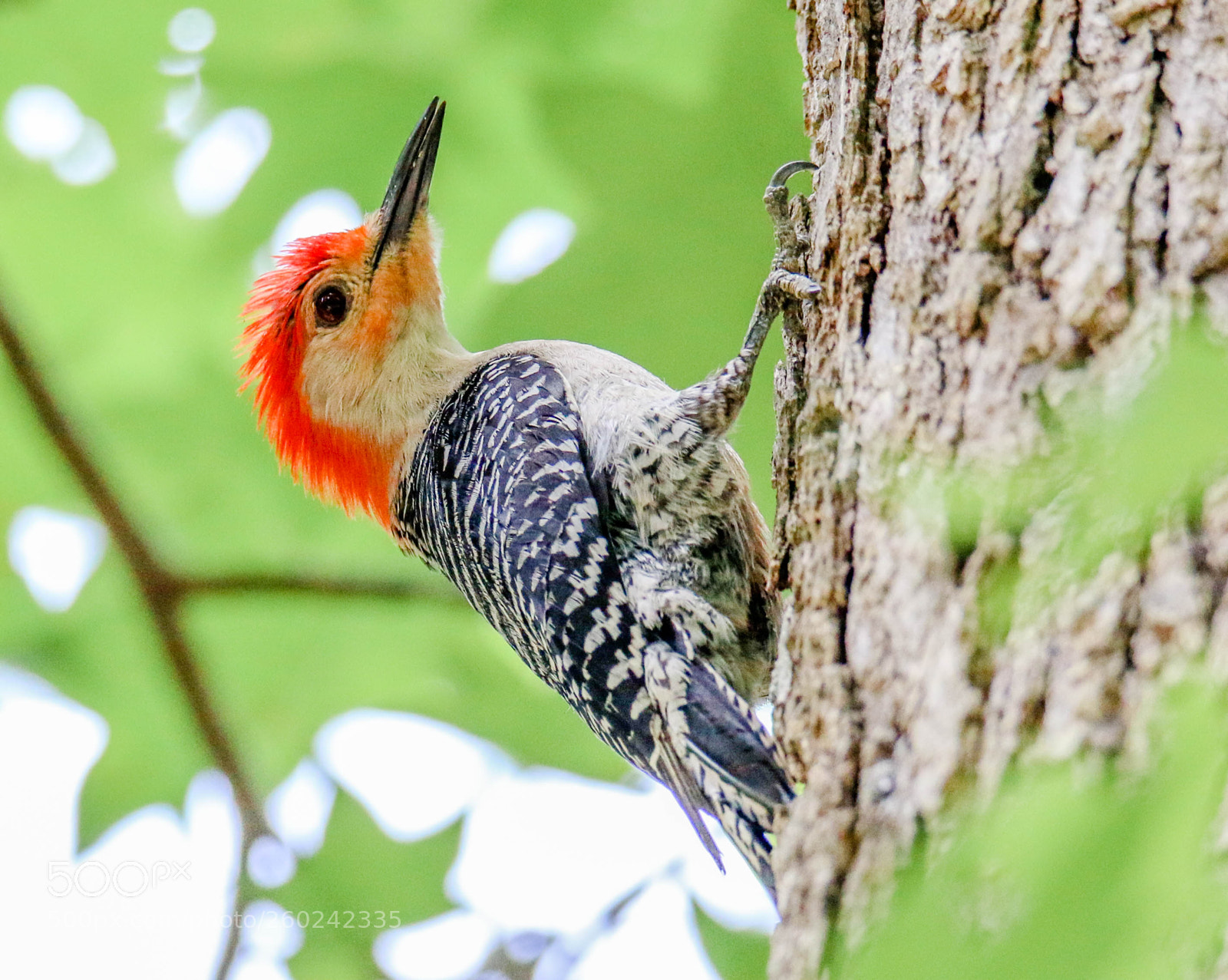 Canon EOS 70D sample photo. Red-bellied woodpecker up a photography