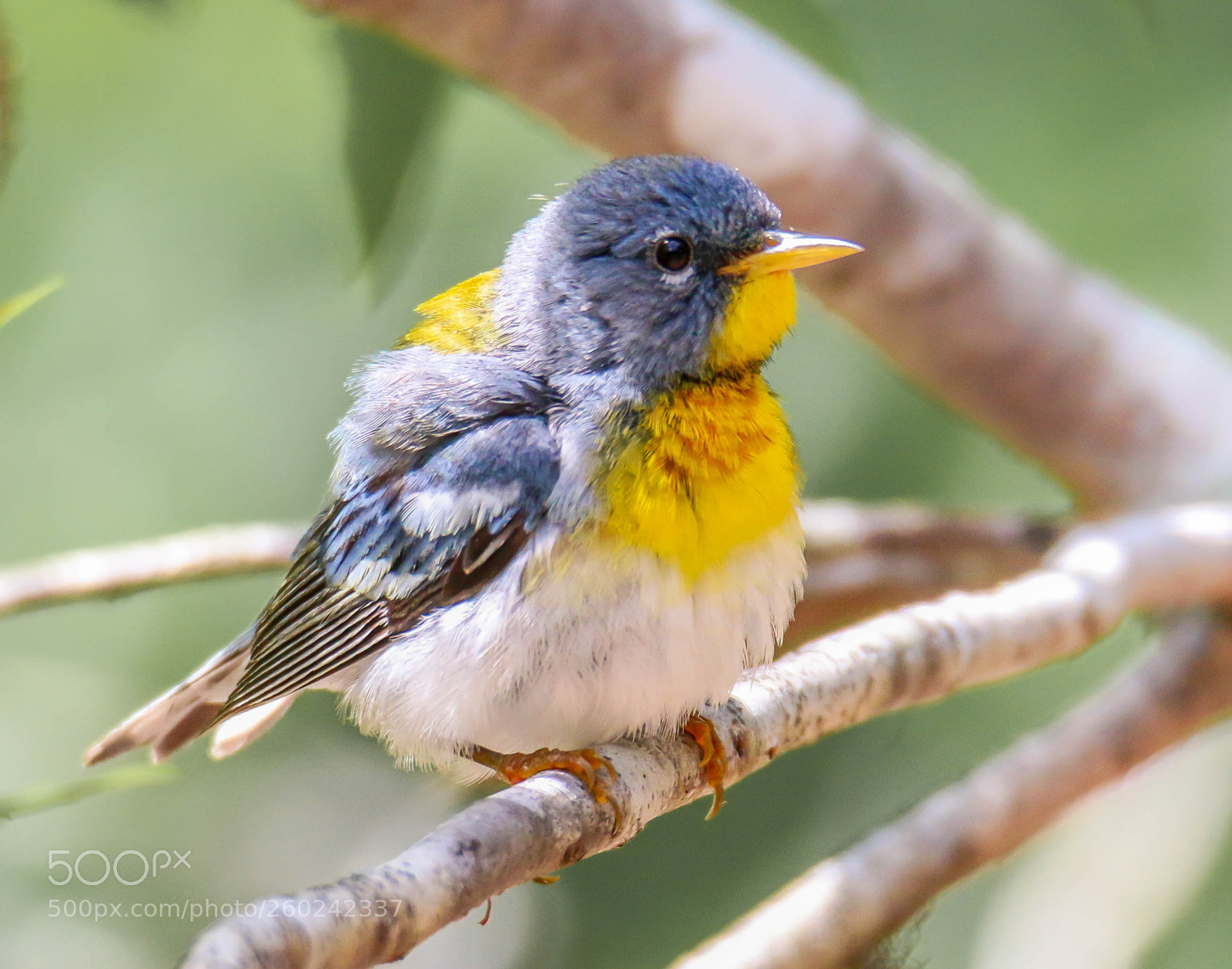 Canon EOS 70D sample photo. Northern parula photography