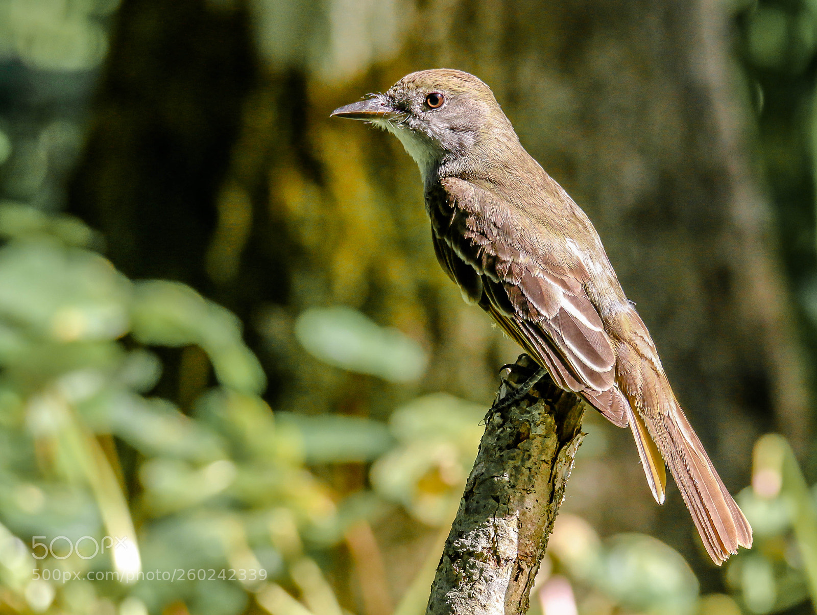 Canon EOS 70D sample photo. Great crested flycatcher photography