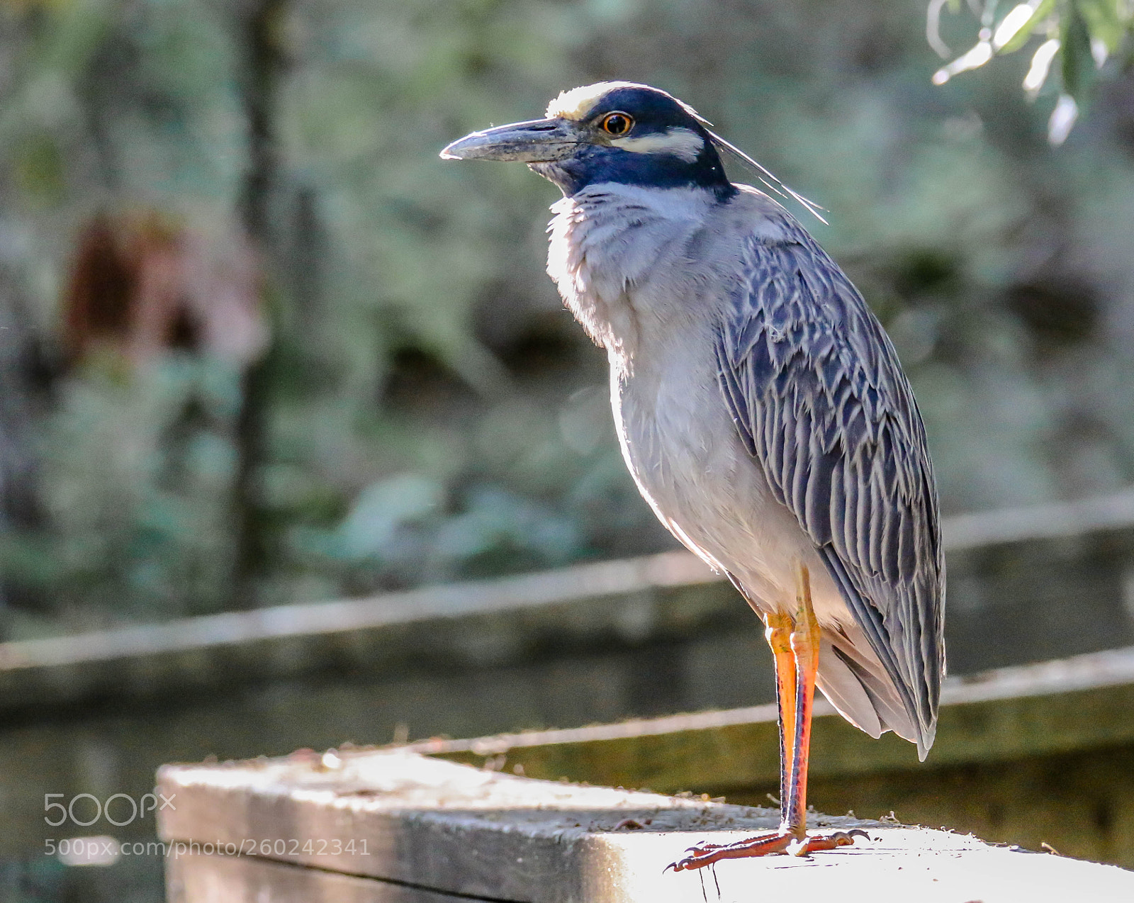 Canon EOS 70D sample photo. Yellow-crowned night heron photography