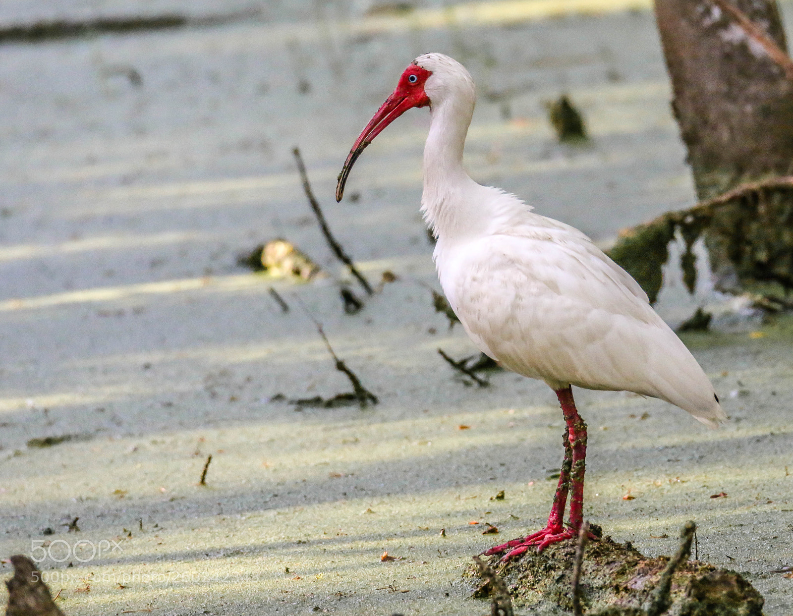 Canon EOS 70D sample photo. White ibis photography