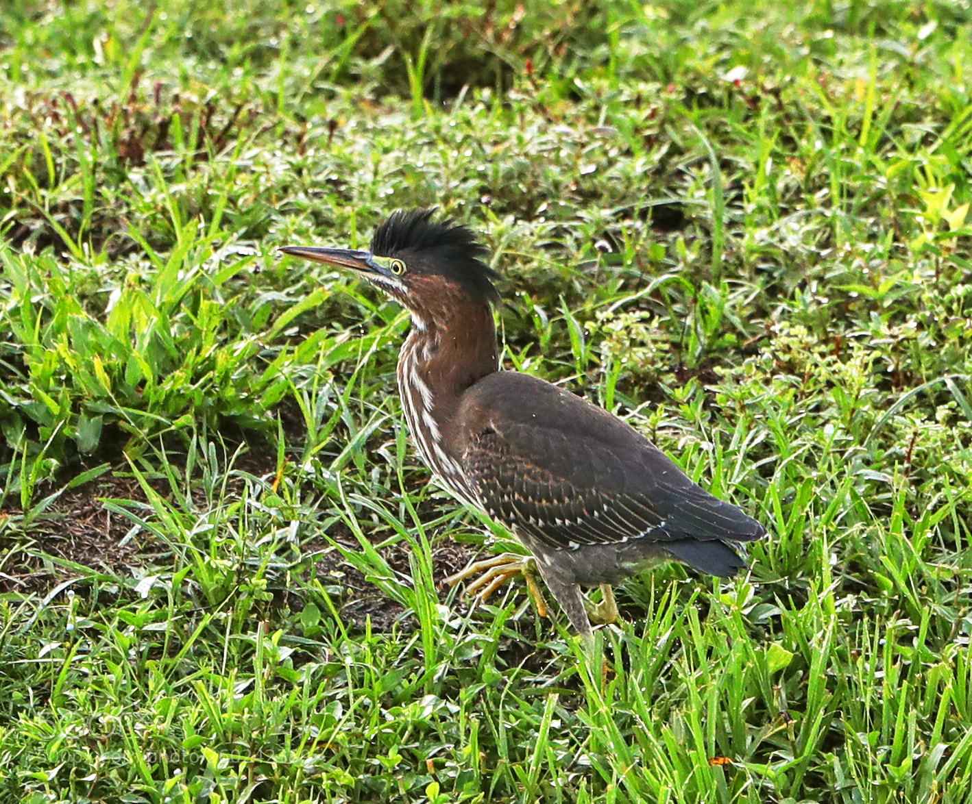 Canon EOS-1D X Mark II sample photo. 05-31-18-0020716.jpg photography