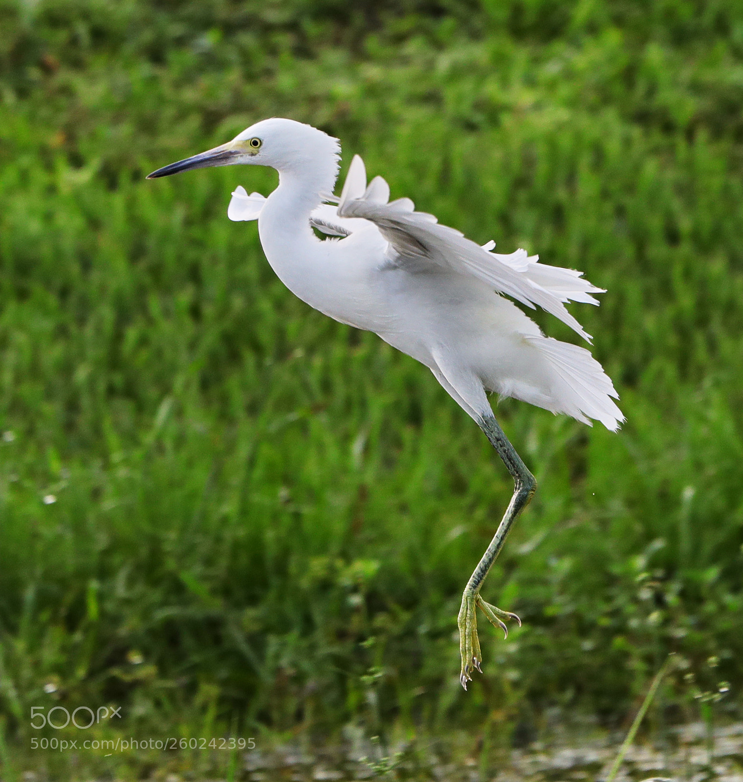 Canon EOS-1D X Mark II sample photo. 05-31-18-0020708.jpg photography