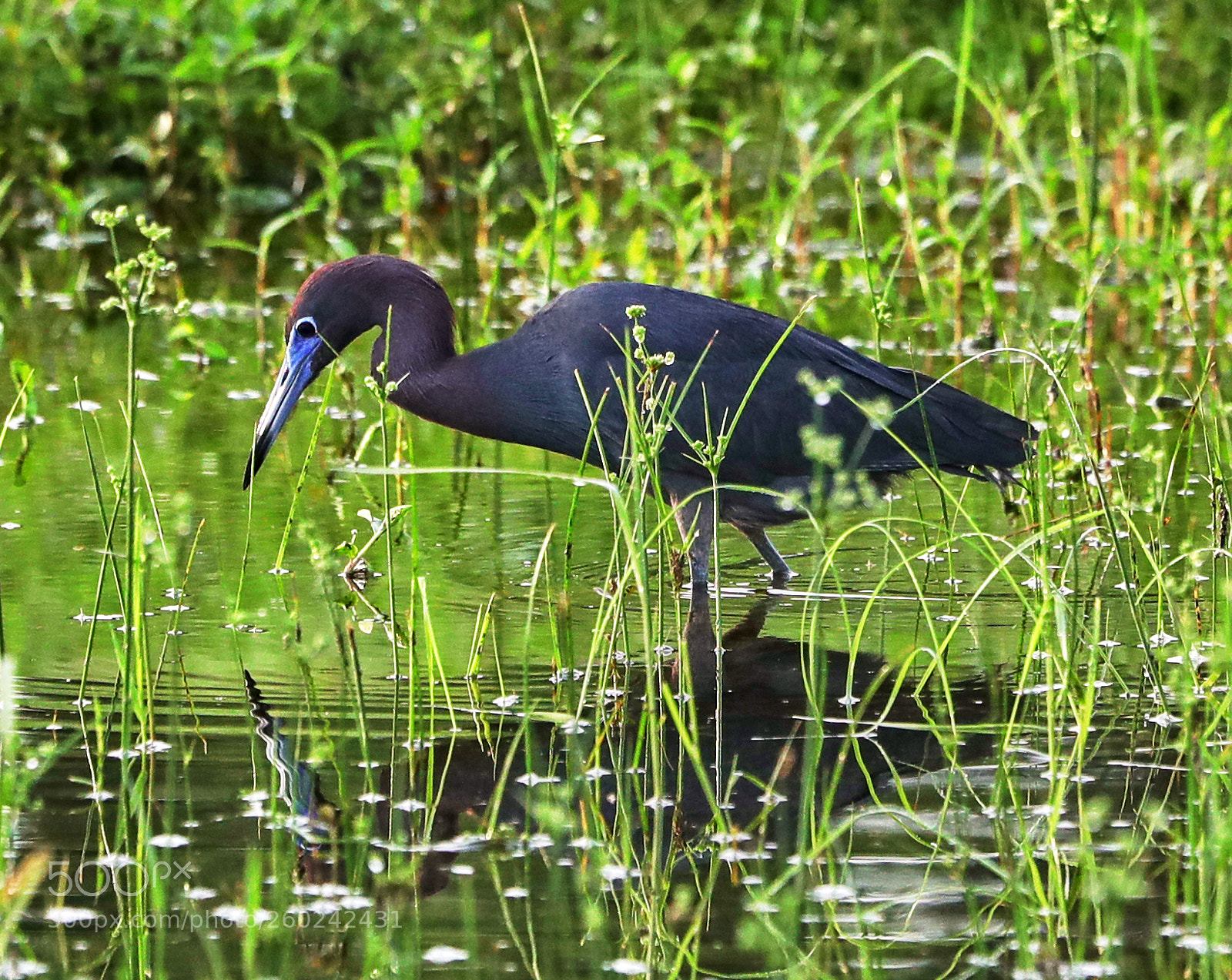 Canon EOS-1D X Mark II sample photo. 05-31-18-0020706.jpg photography