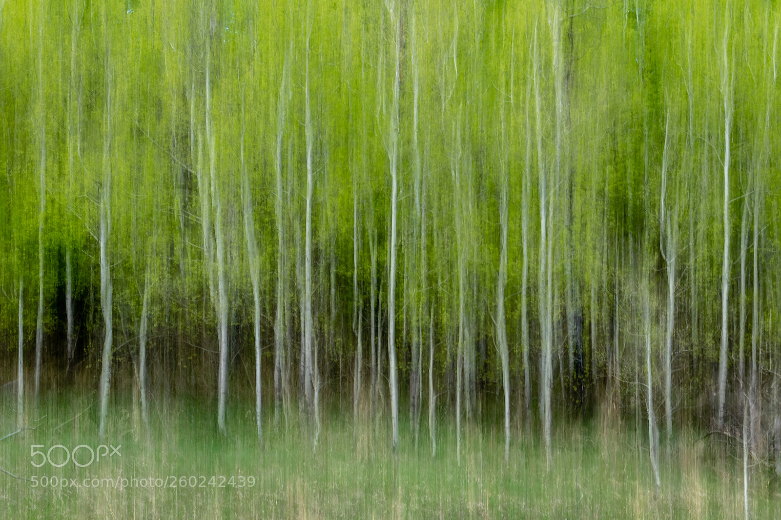 Canon EOS 7D Mark II sample photo. Forest photography
