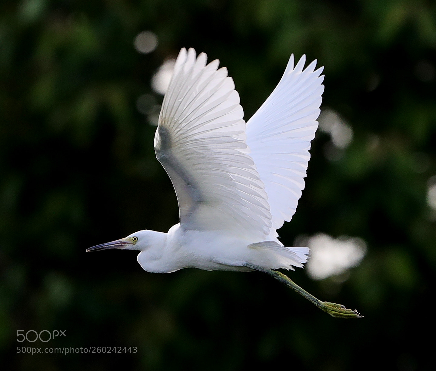 Canon EOS-1D X Mark II sample photo. 05-31-18-0020703.jpg photography
