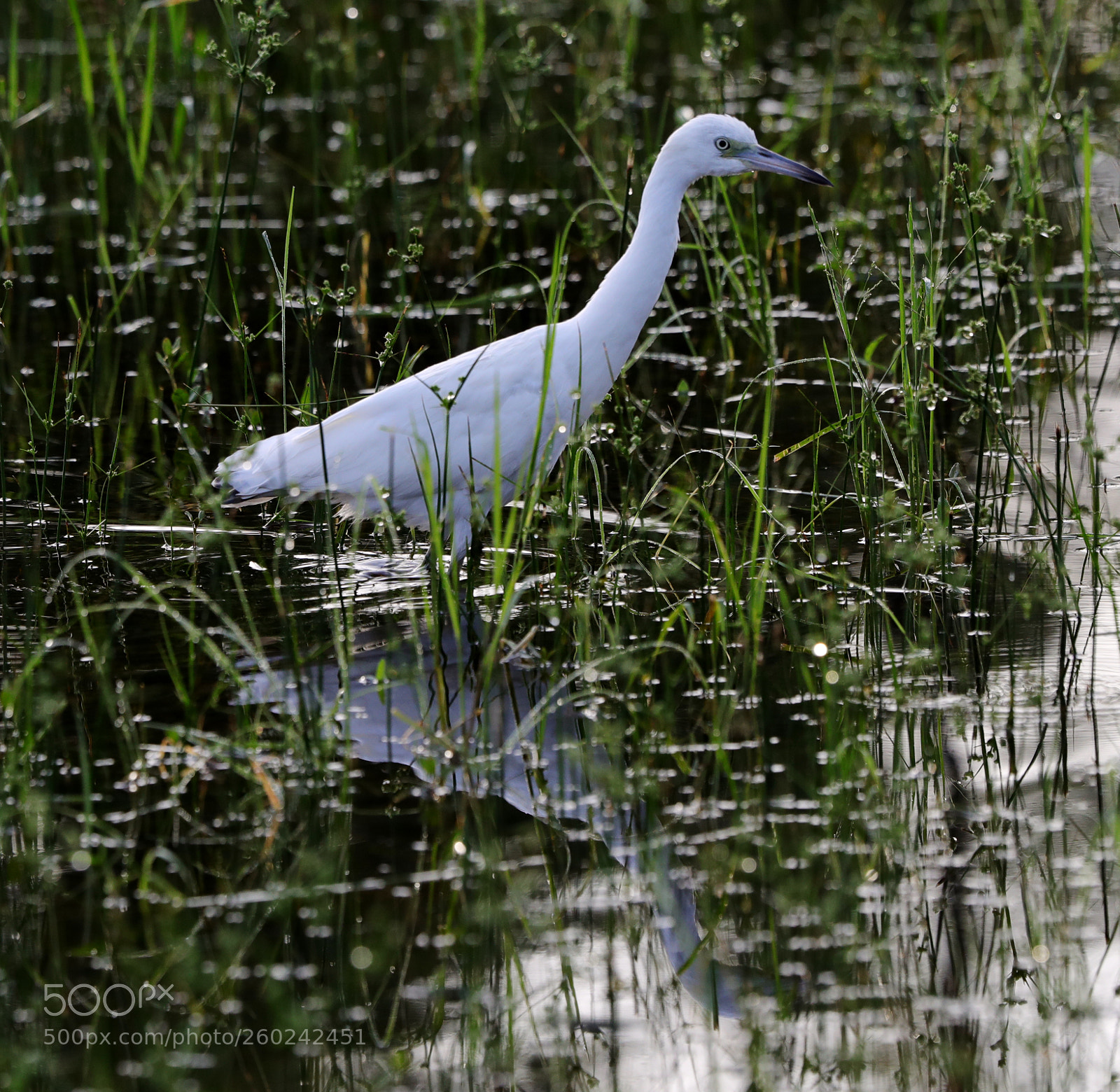 Canon EOS-1D X Mark II sample photo. 05-31-18-0020701.jpg photography