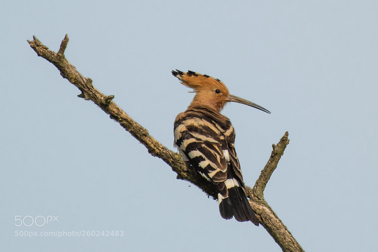 Nikon D500 sample photo. Hoopoe (upupa epops) photography
