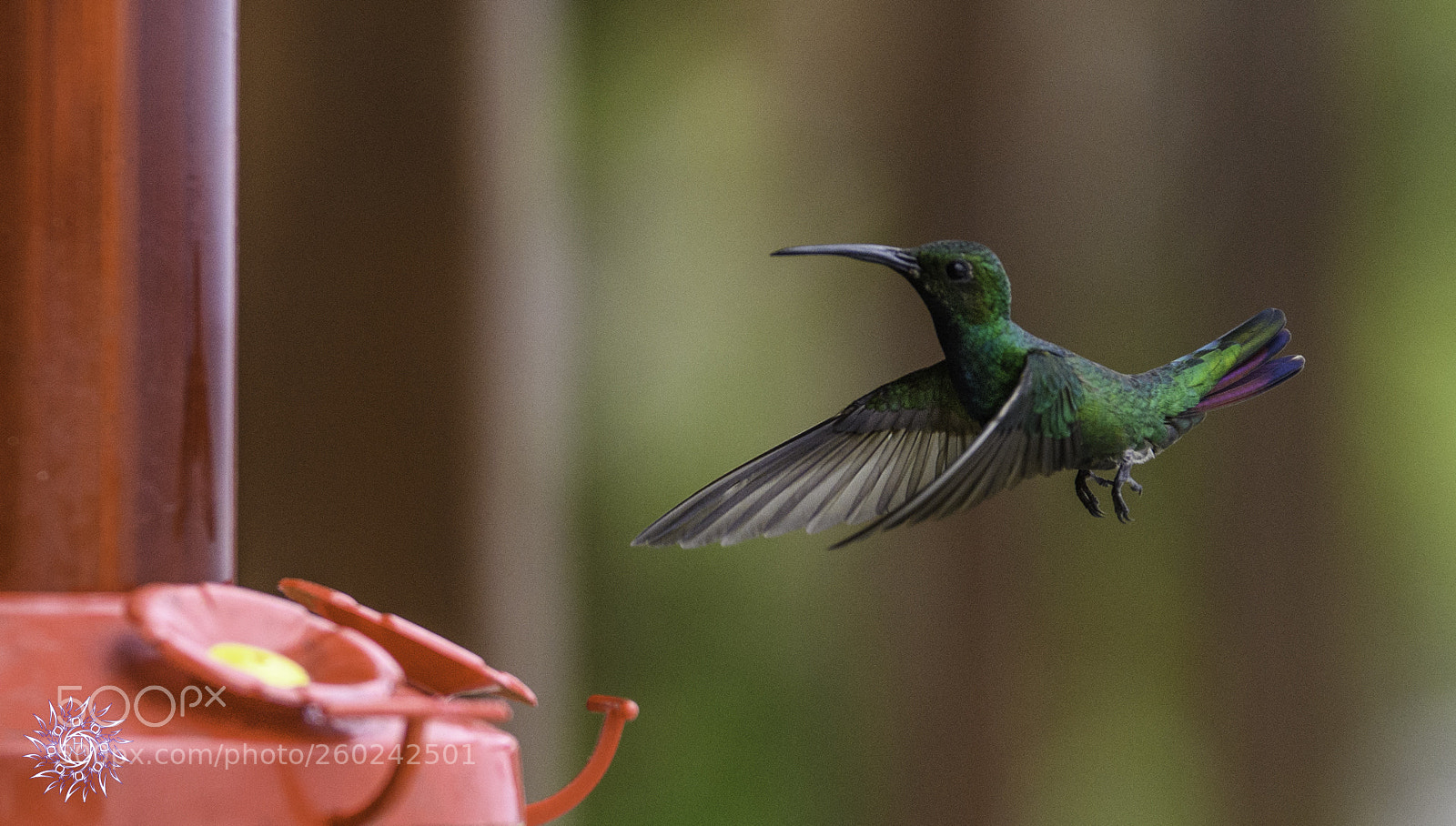 Nikon D500 sample photo. Green-breasted mango hummingbird photography
