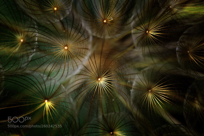 Pentax K-70 sample photo. Mystic  dandelion photography