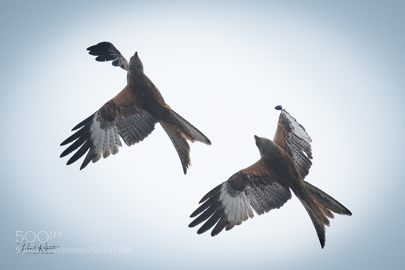 Nikon D750 sample photo. Red kite duel photography