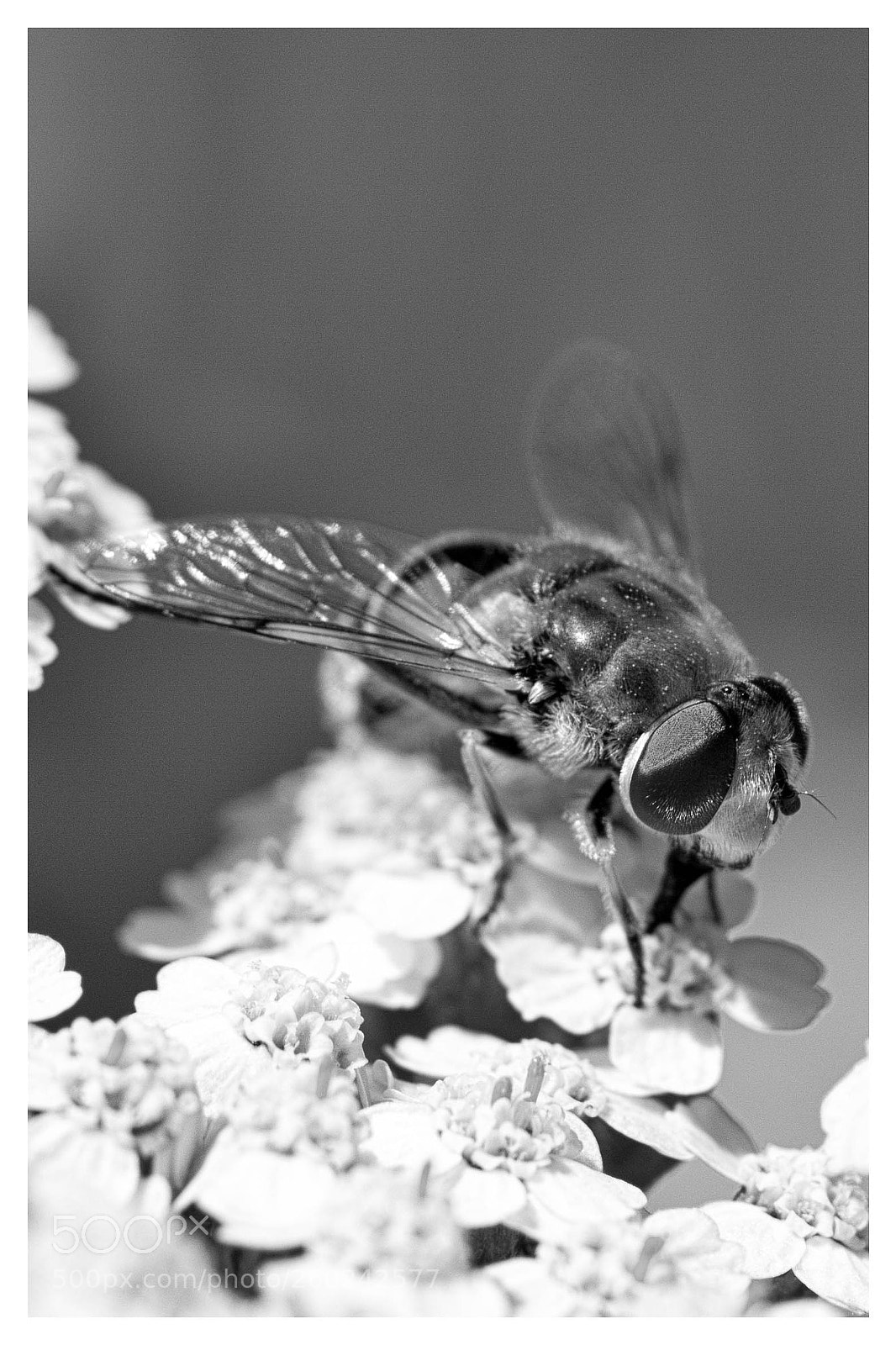 Canon EOS 60D sample photo. Augen photography