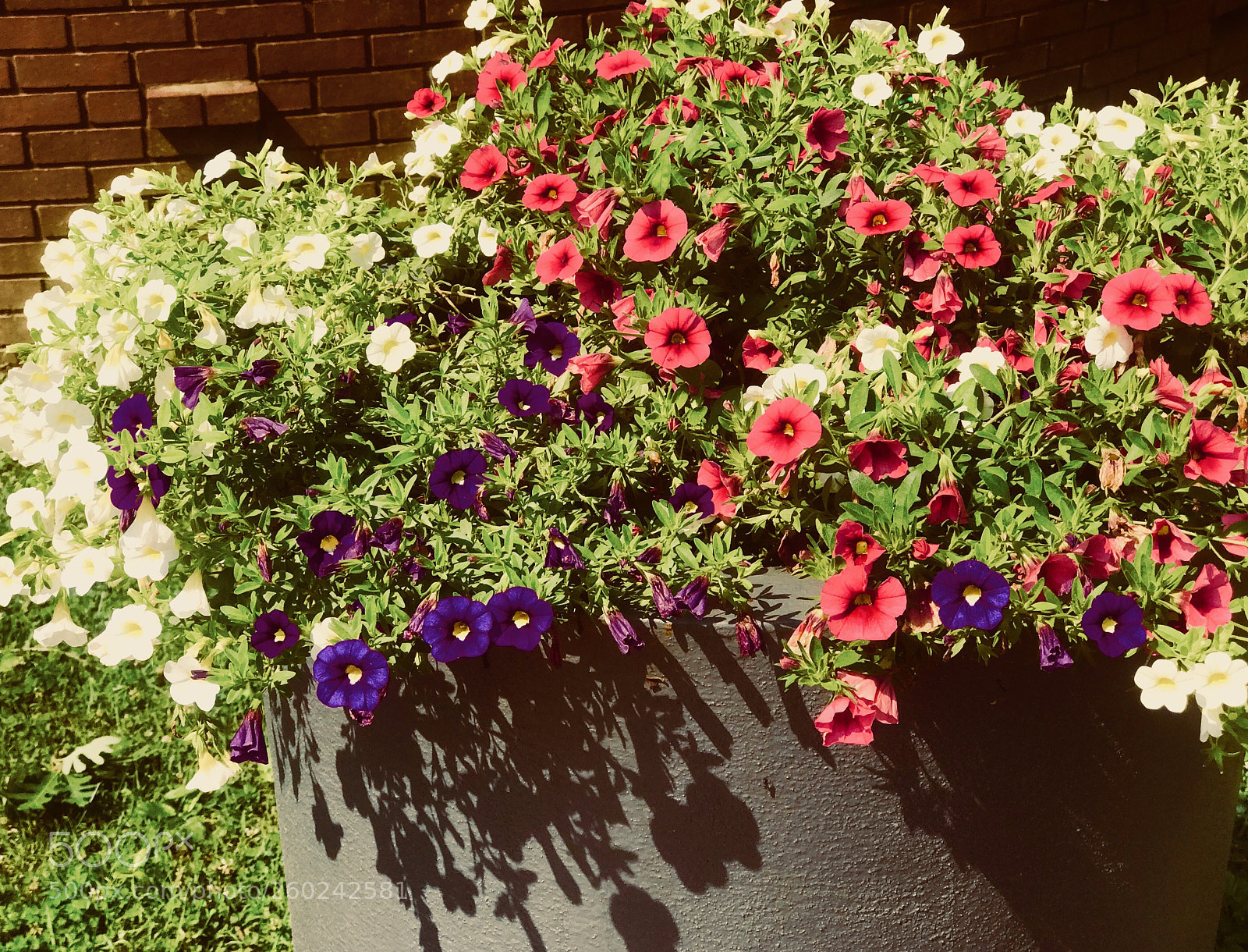 Apple iPhone 7 Plus sample photo. Rest area flowers  photography