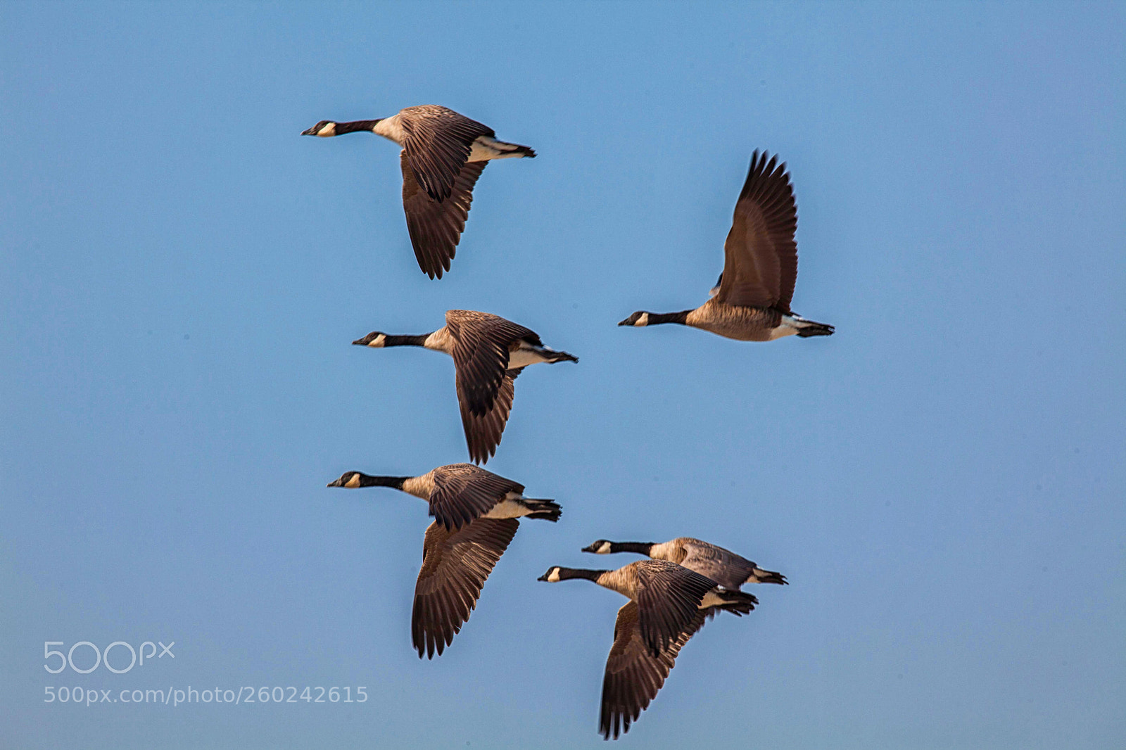 Canon EOS 5D Mark II sample photo. Canada geese photography