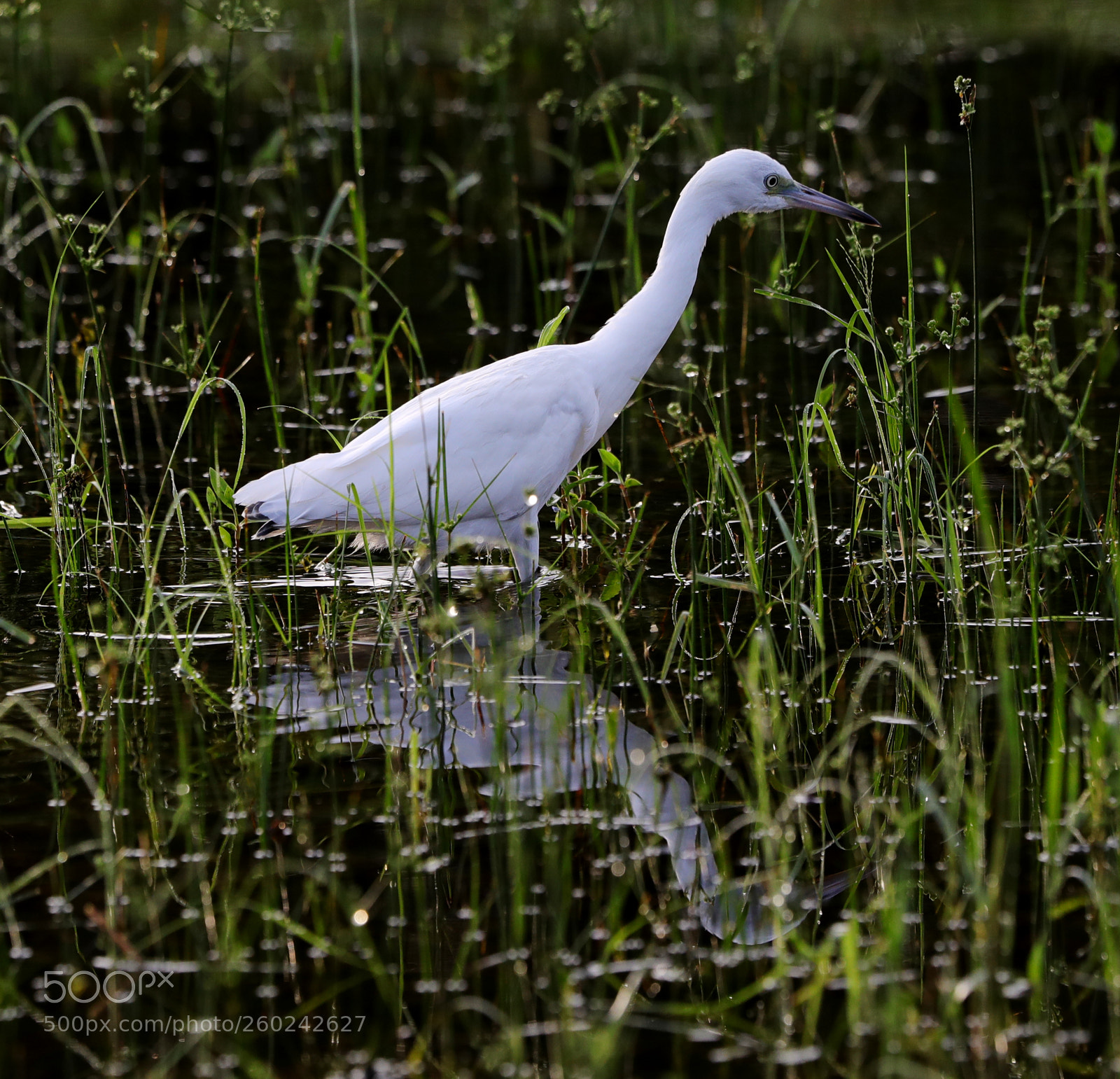 Canon EOS-1D X Mark II sample photo. 05-31-18-0020697.jpg photography