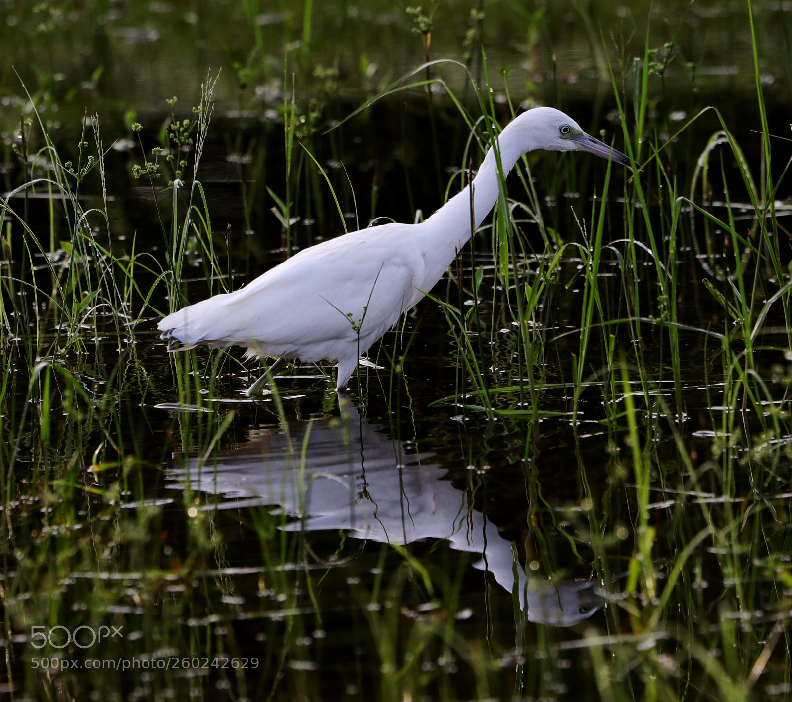 Canon EOS-1D X Mark II sample photo. 05-31-18-0020696.jpg photography