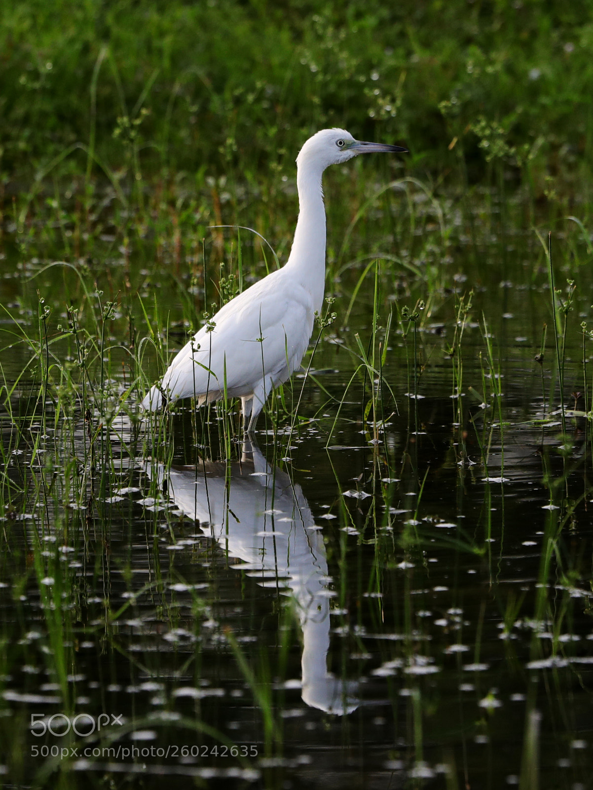 Canon EOS-1D X Mark II sample photo. 05-31-18-0020695.jpg photography