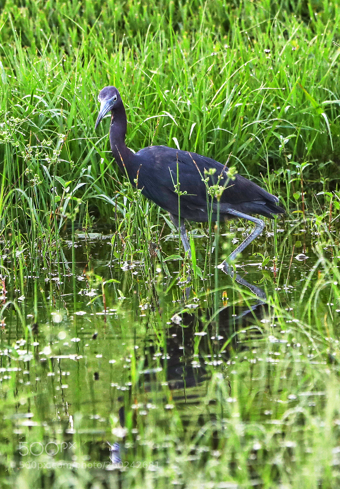 Canon EOS-1D X Mark II sample photo. 05-31-18-0020693.jpg photography